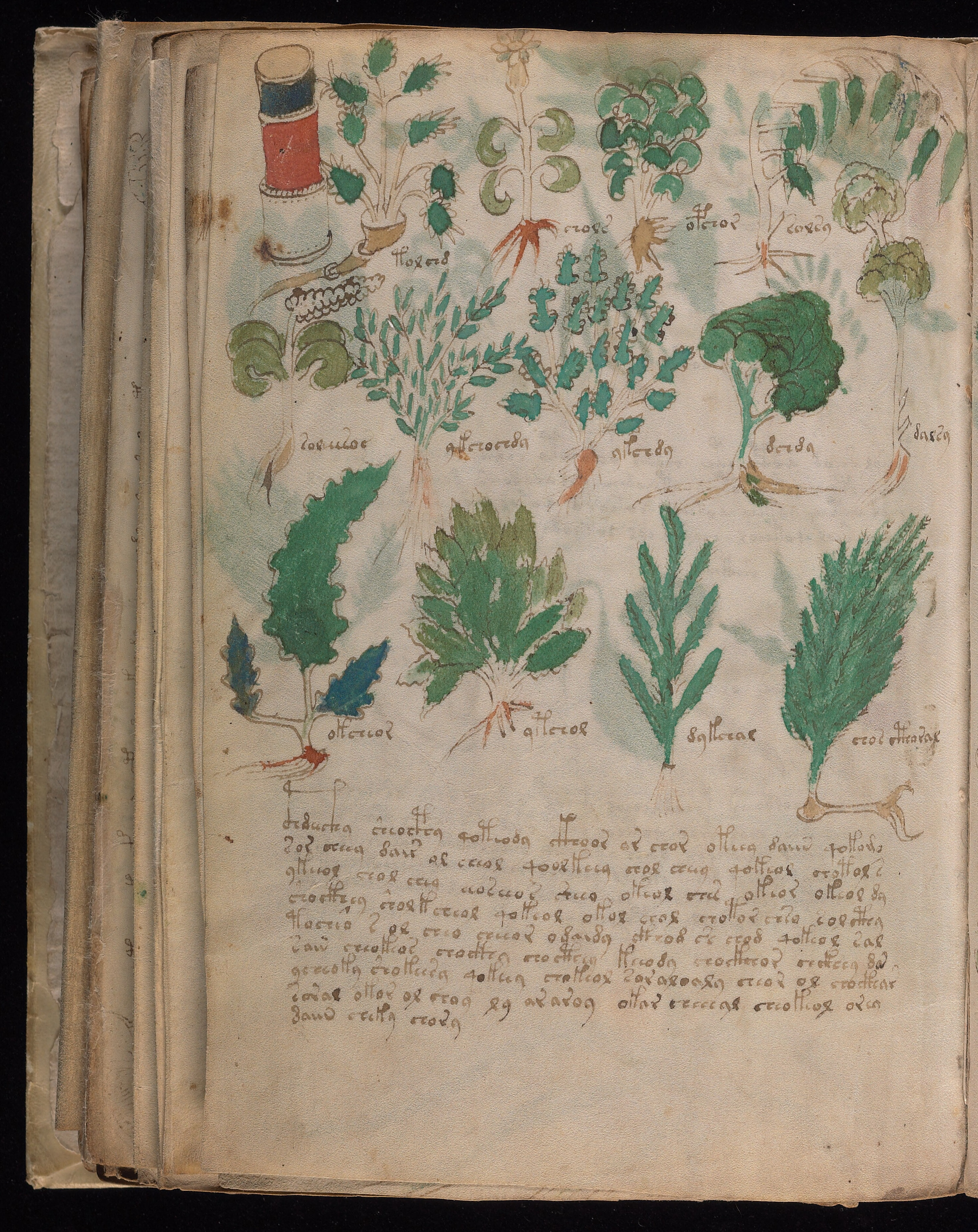 Folio f100v