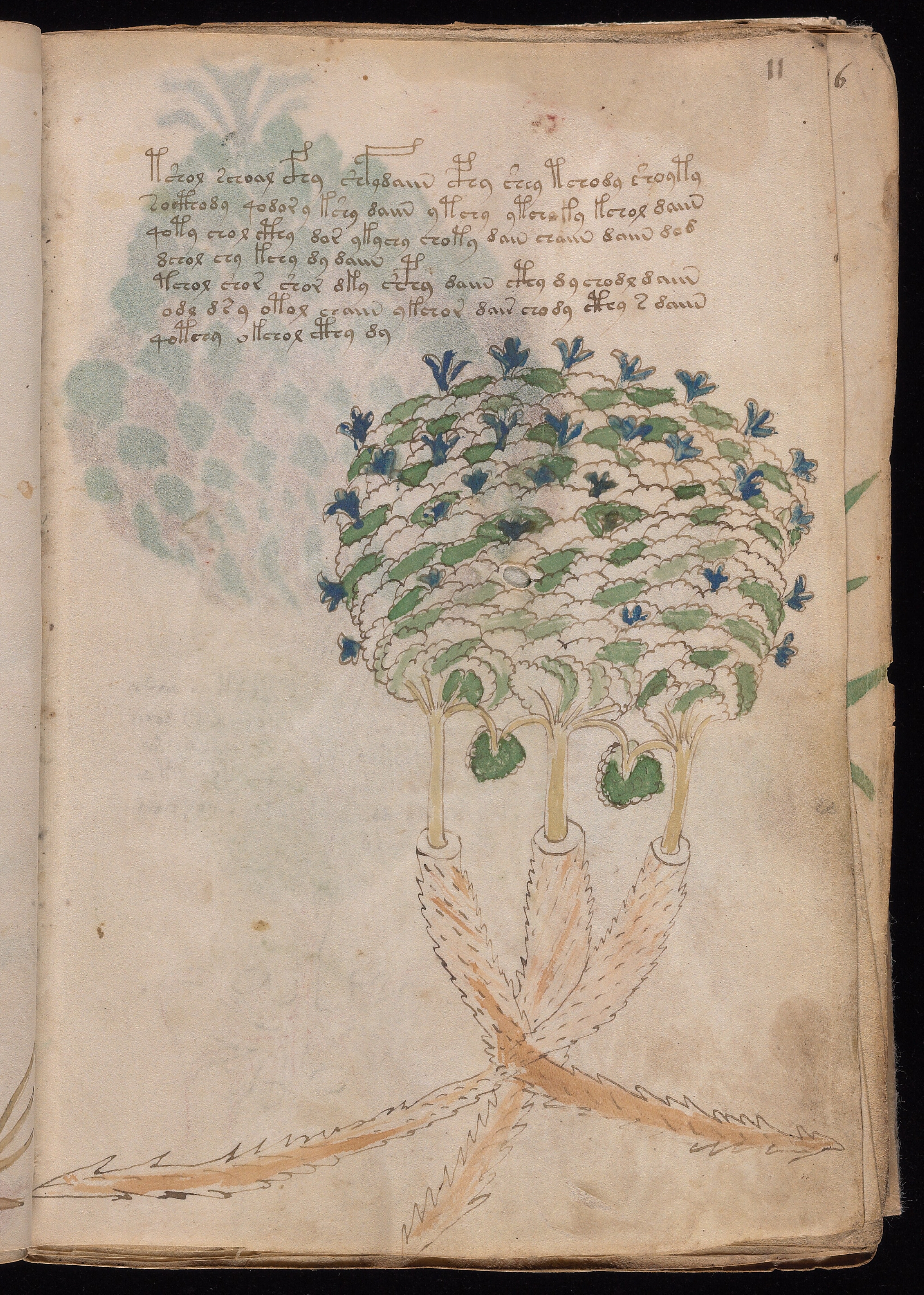 Folio f11r