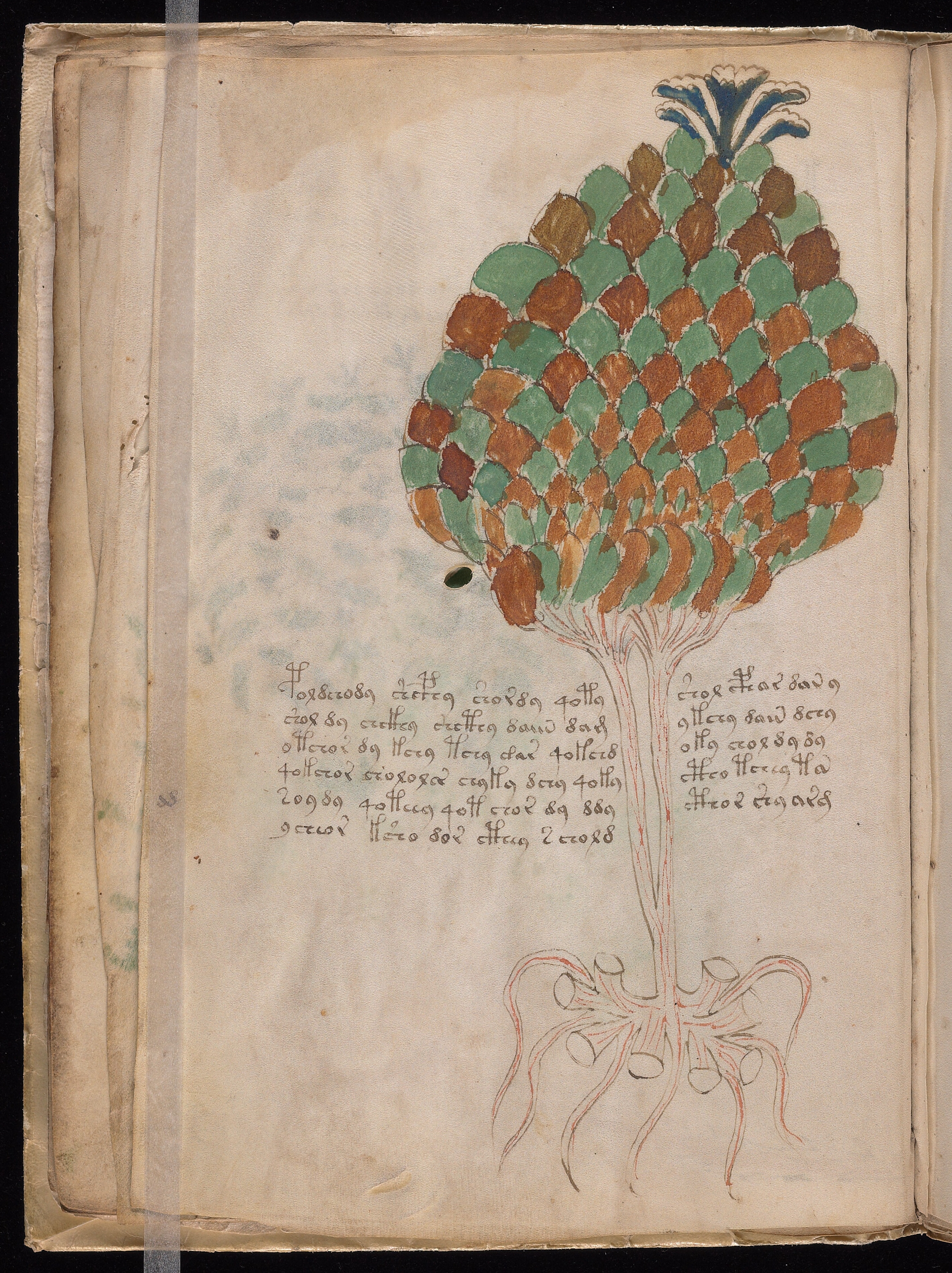 Folio f11v