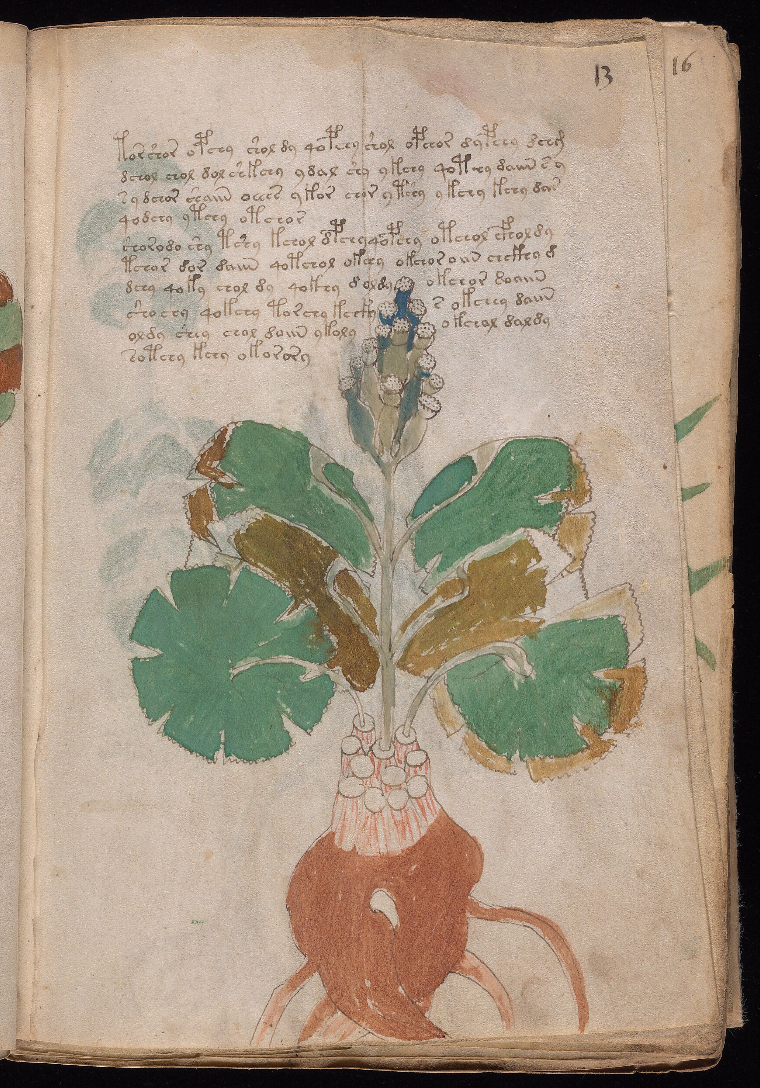 Folio f13r