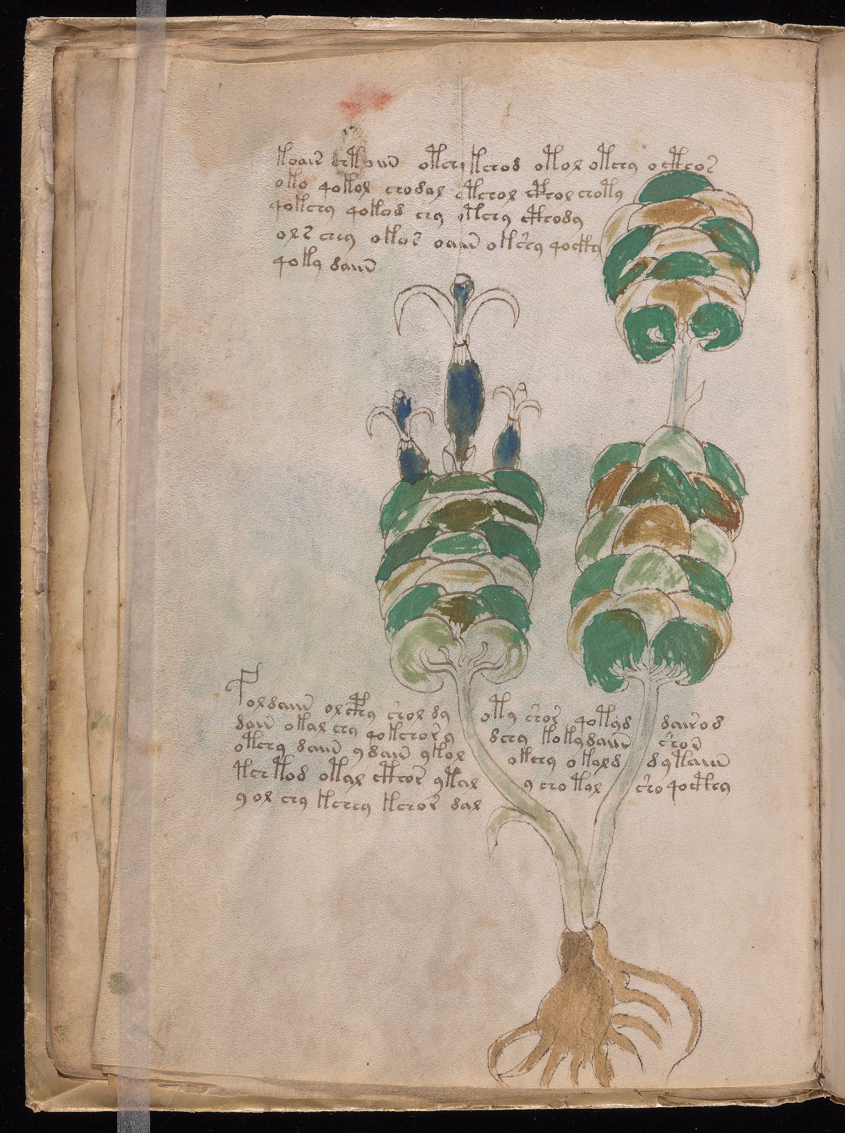 Folio f13v
