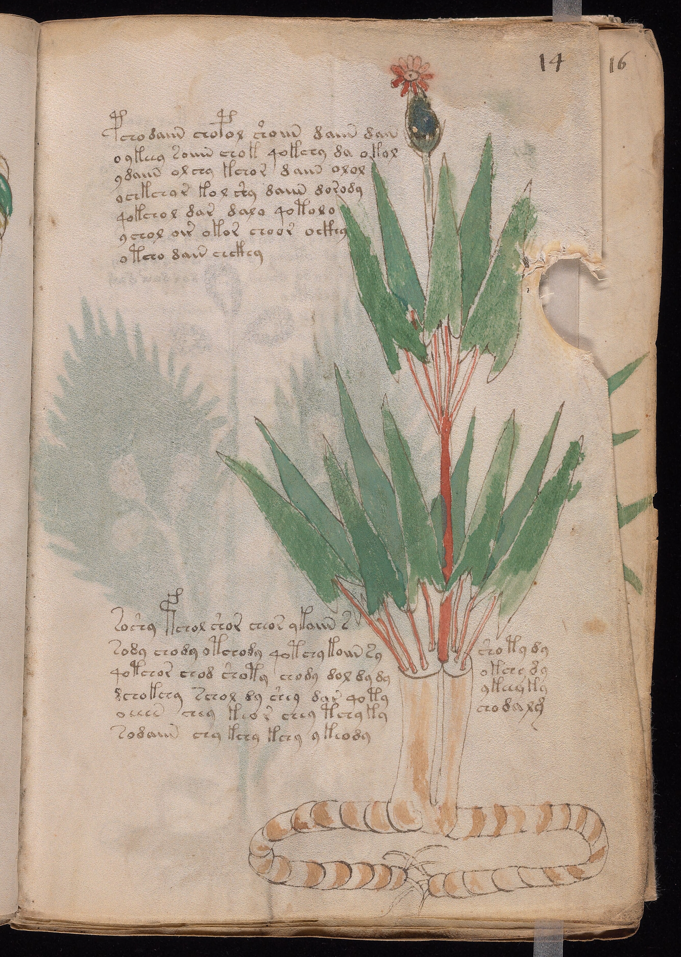 Folio f14r