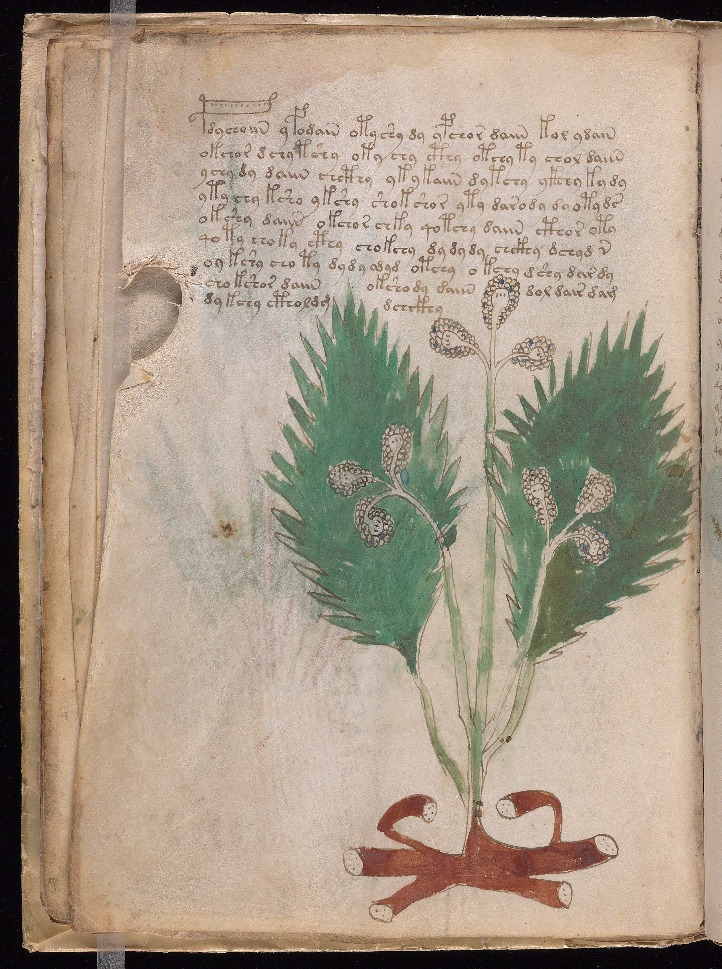 Folio f14v