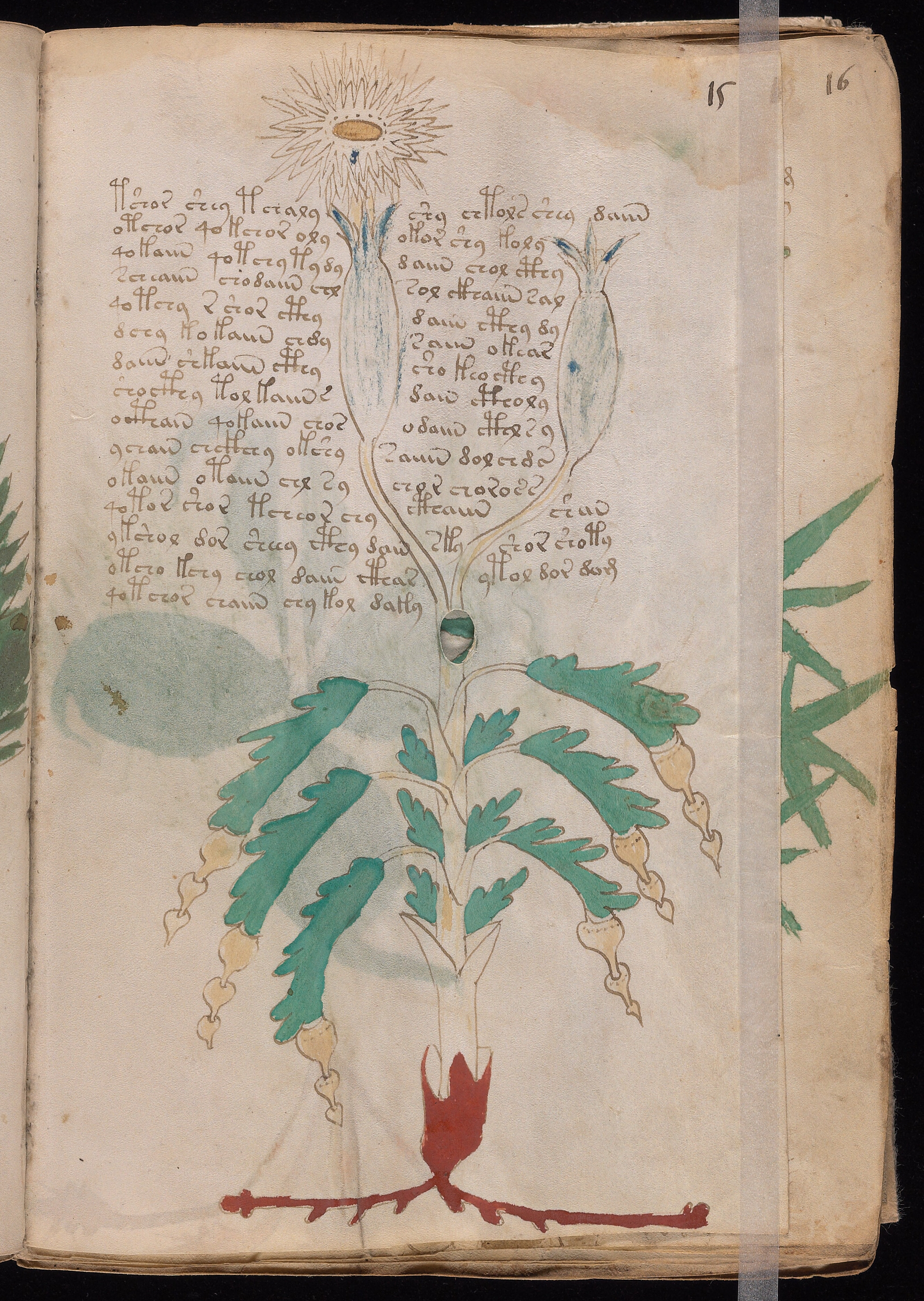 Folio f15r