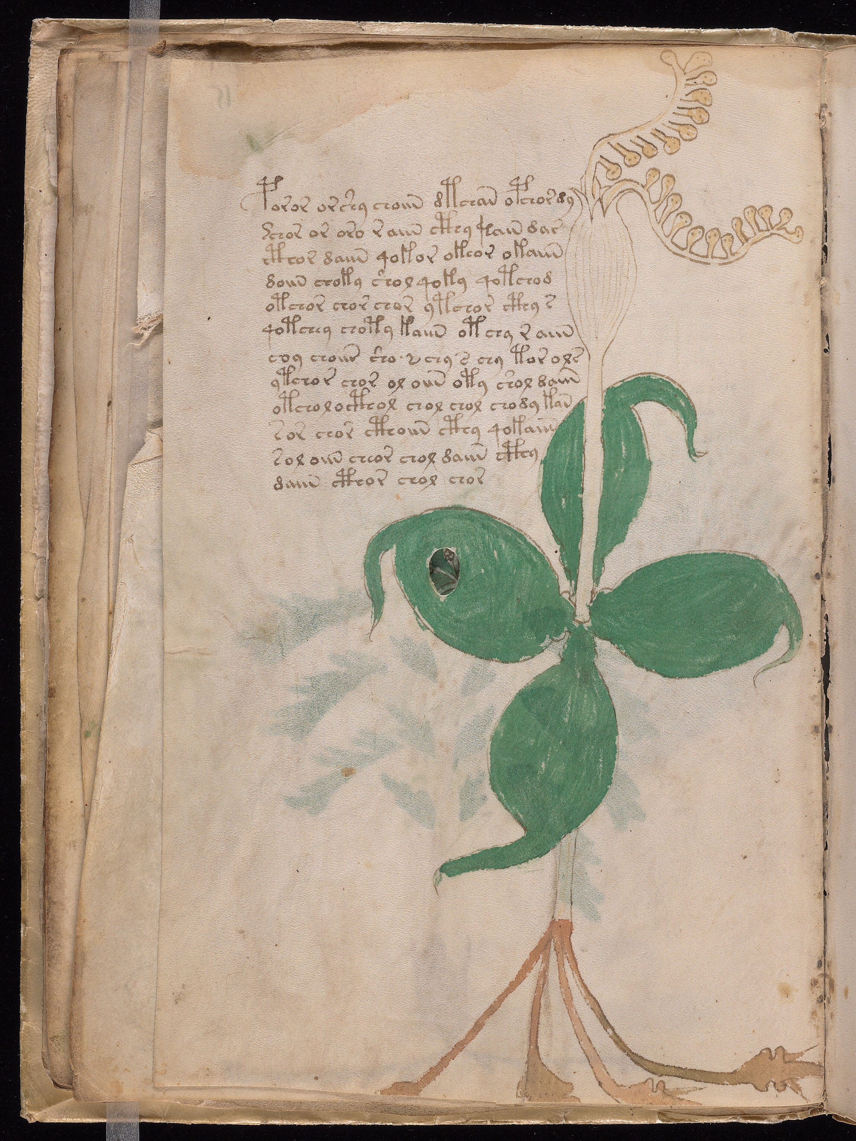 Folio f15v