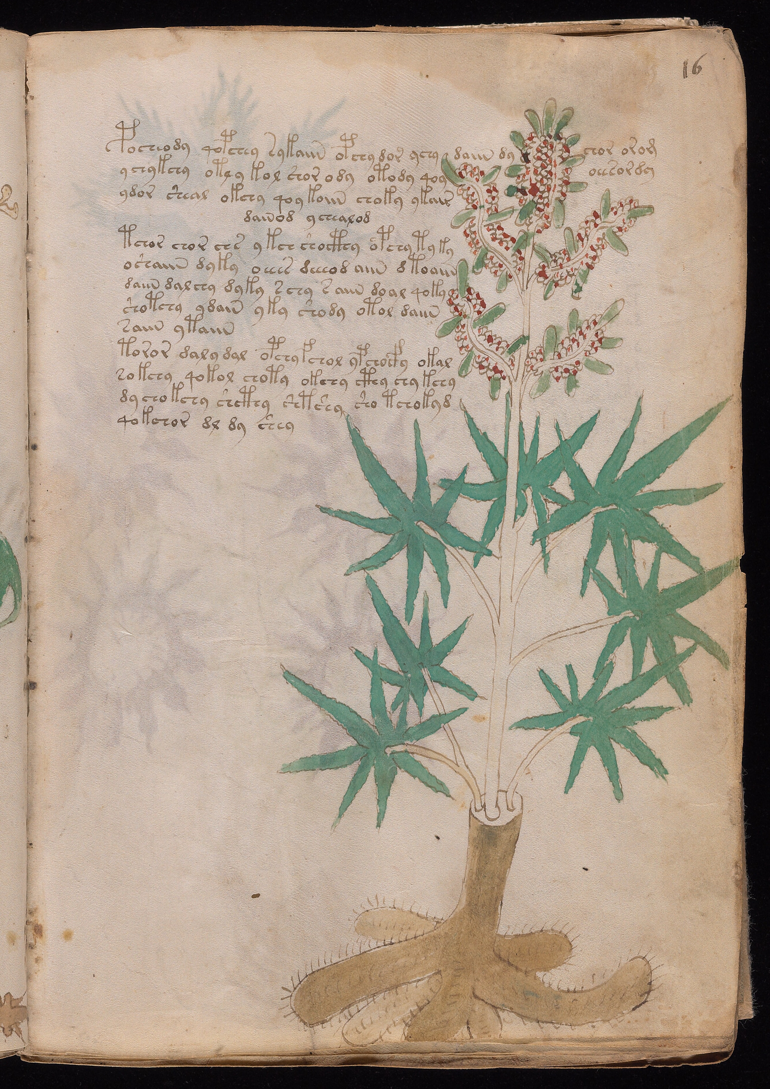 Folio f16r