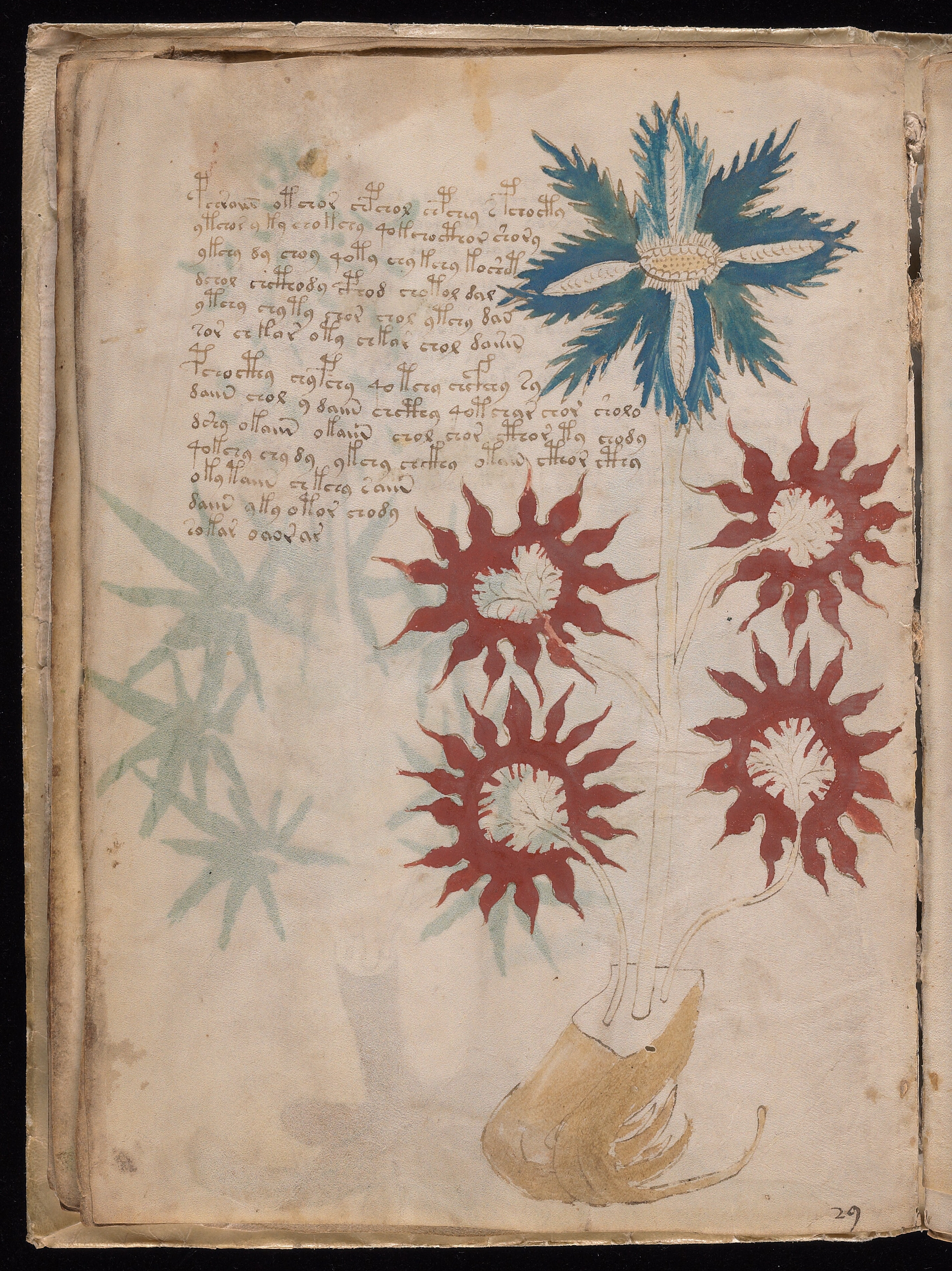 Folio f16v