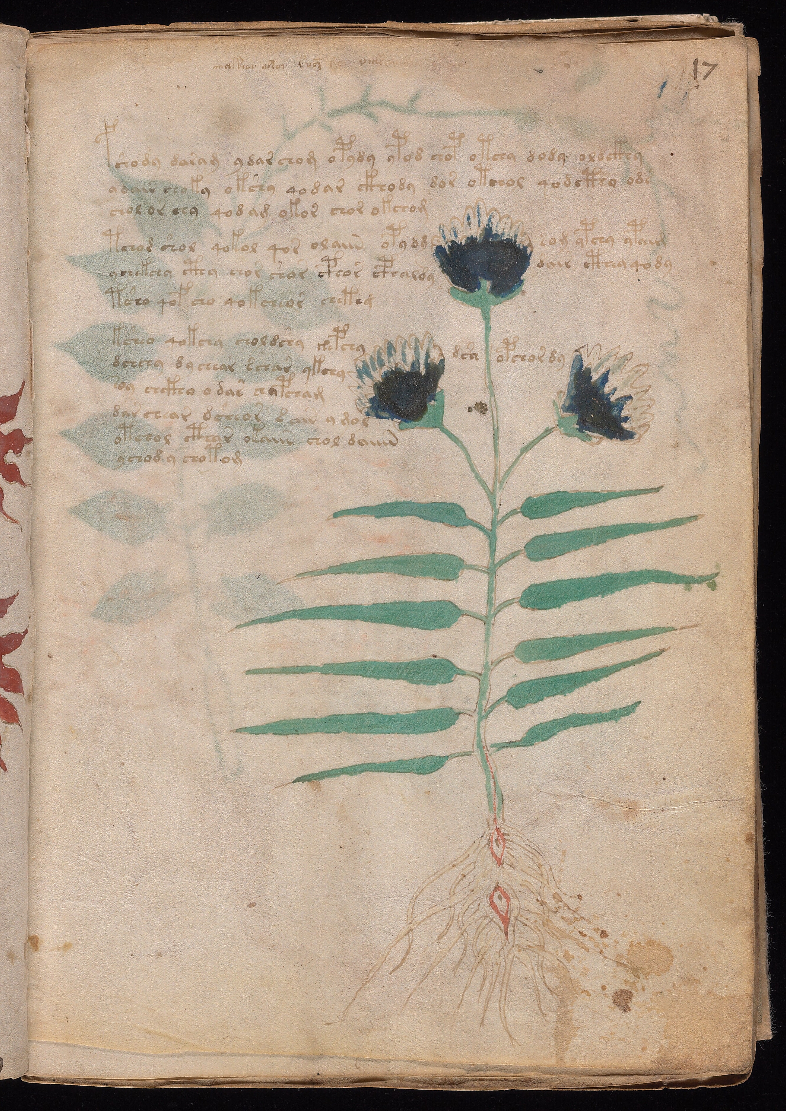 Folio f17r