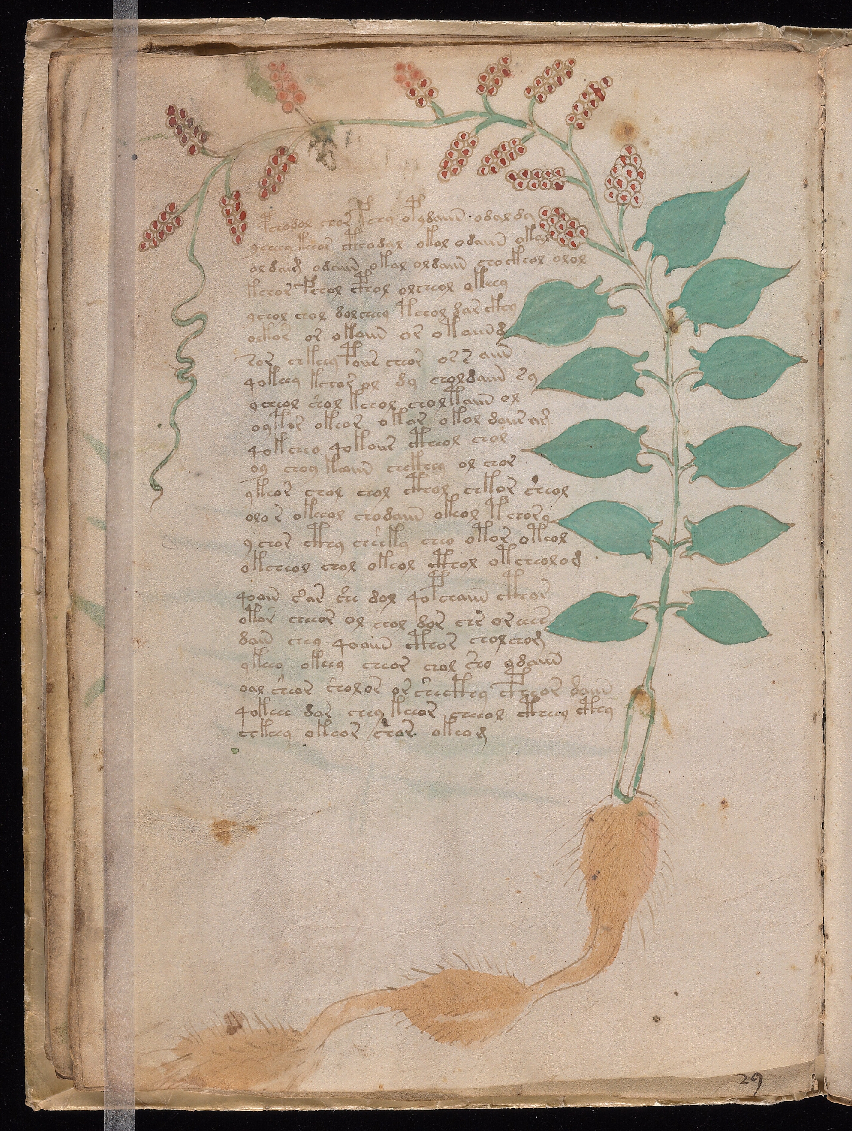 Folio f17v