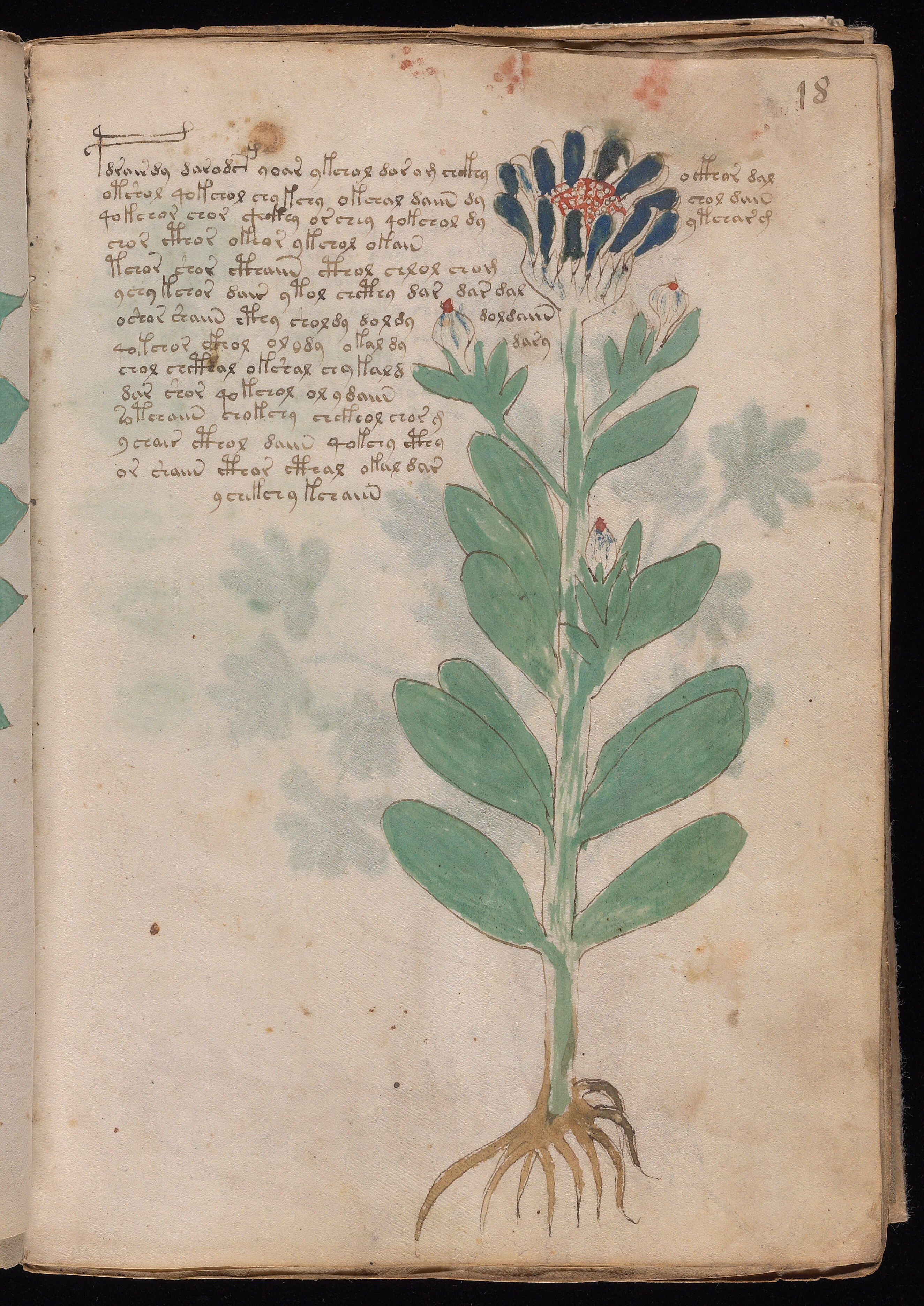 Folio f18r