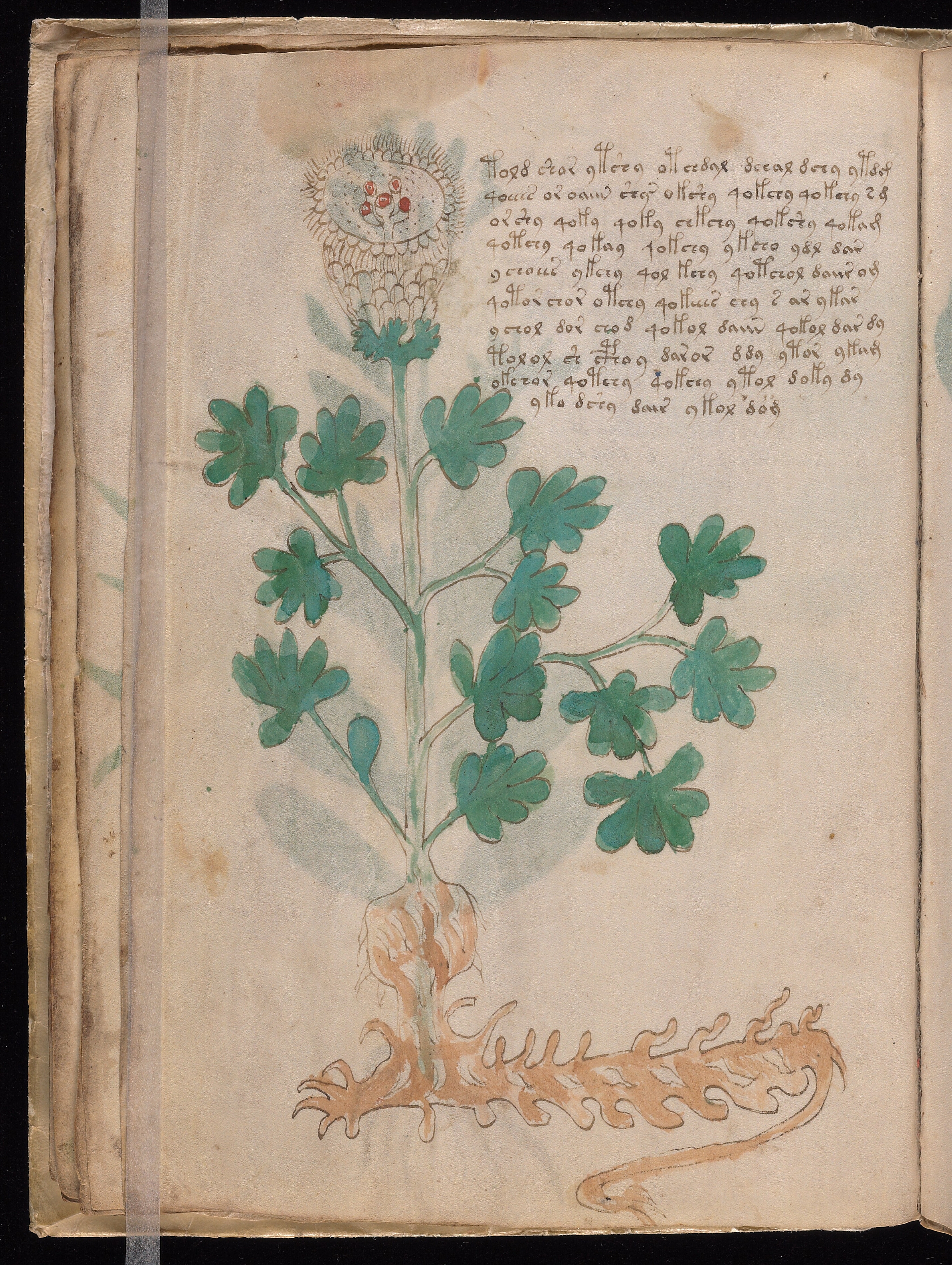 Folio f18v