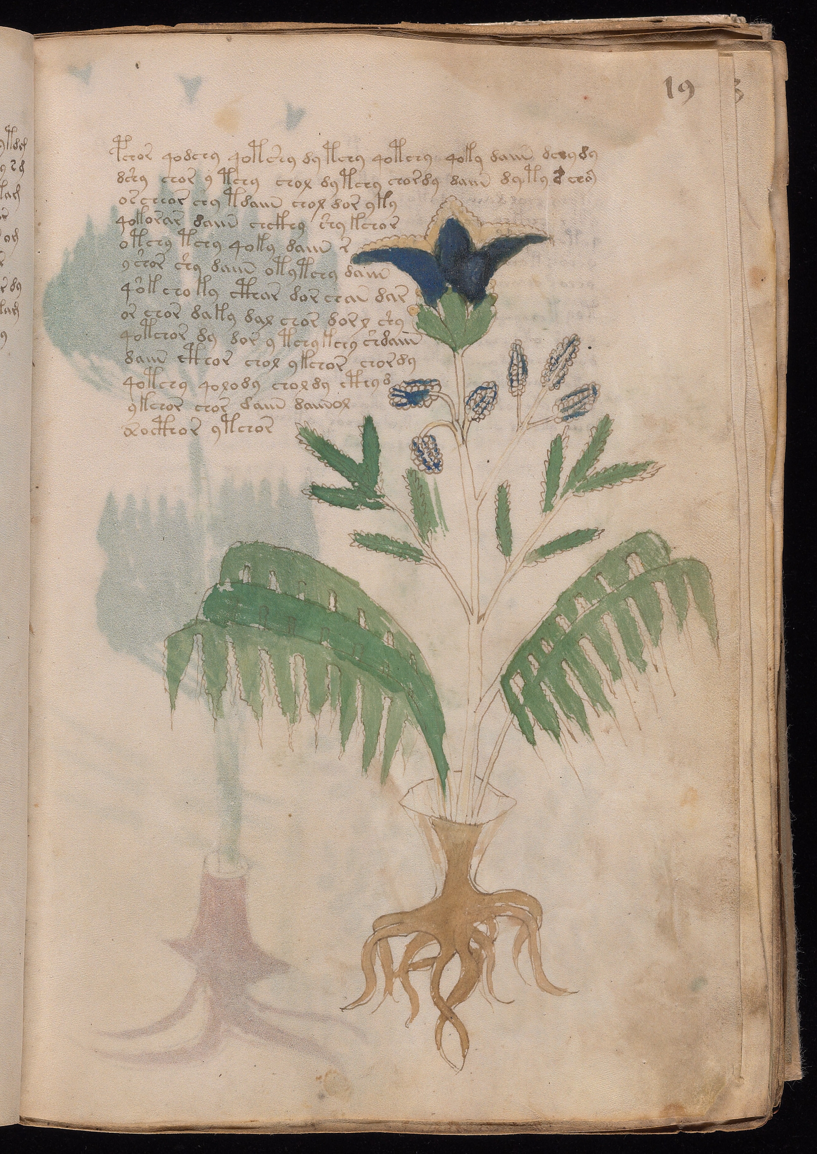 Folio f19r
