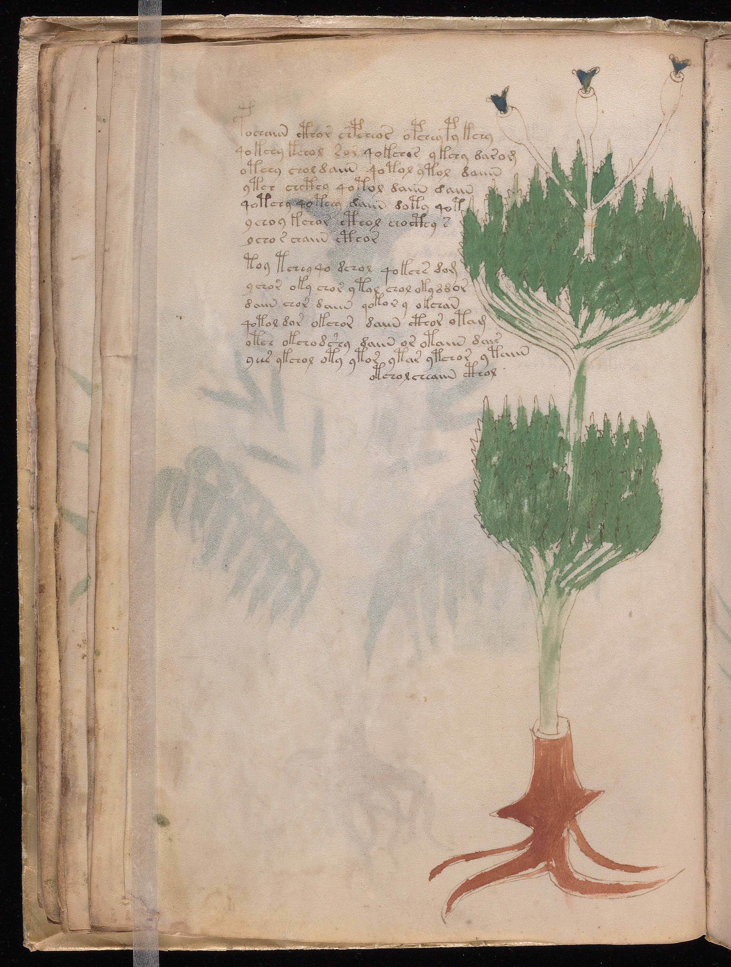 Folio f19v