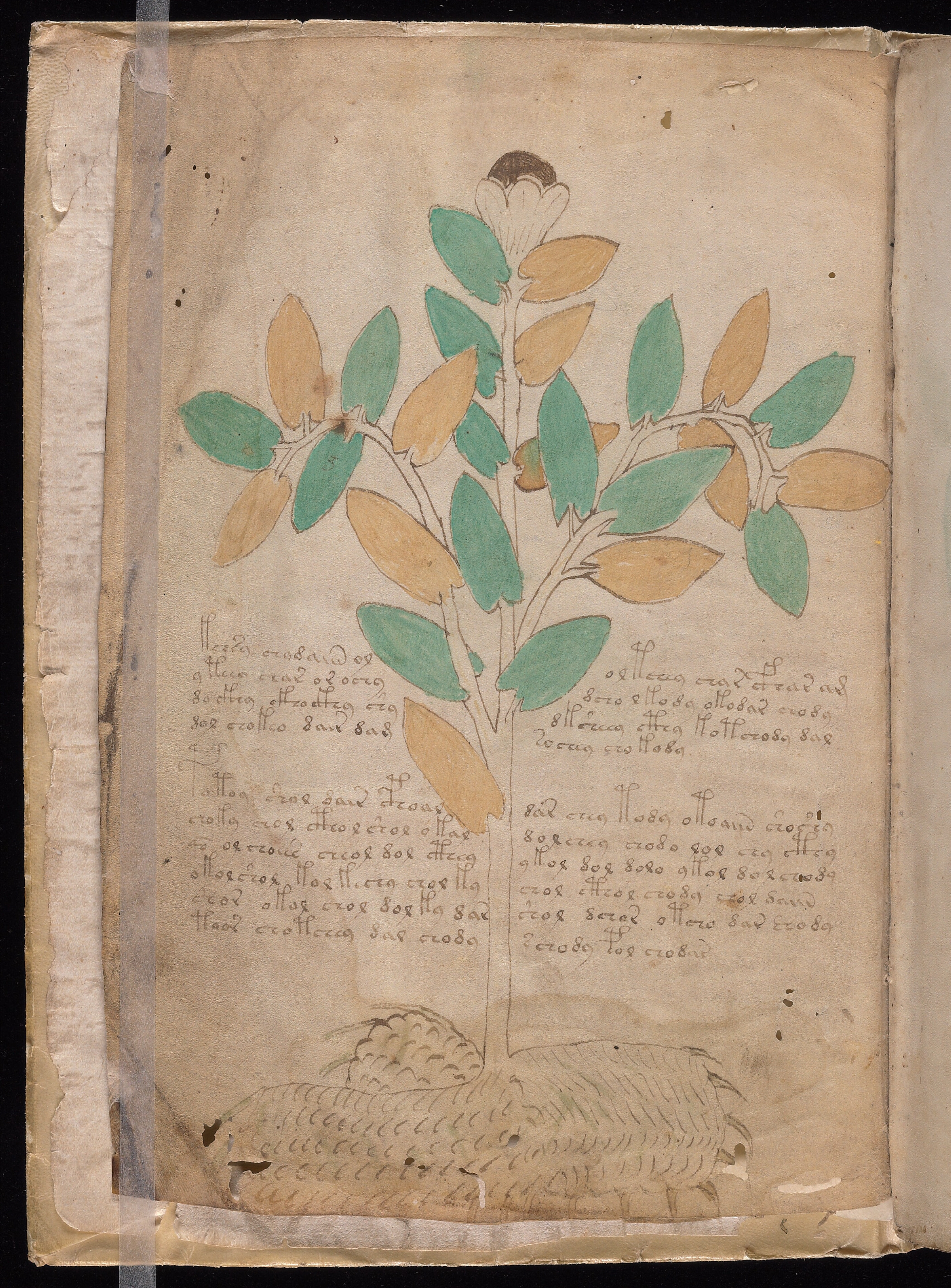 Folio f1v
