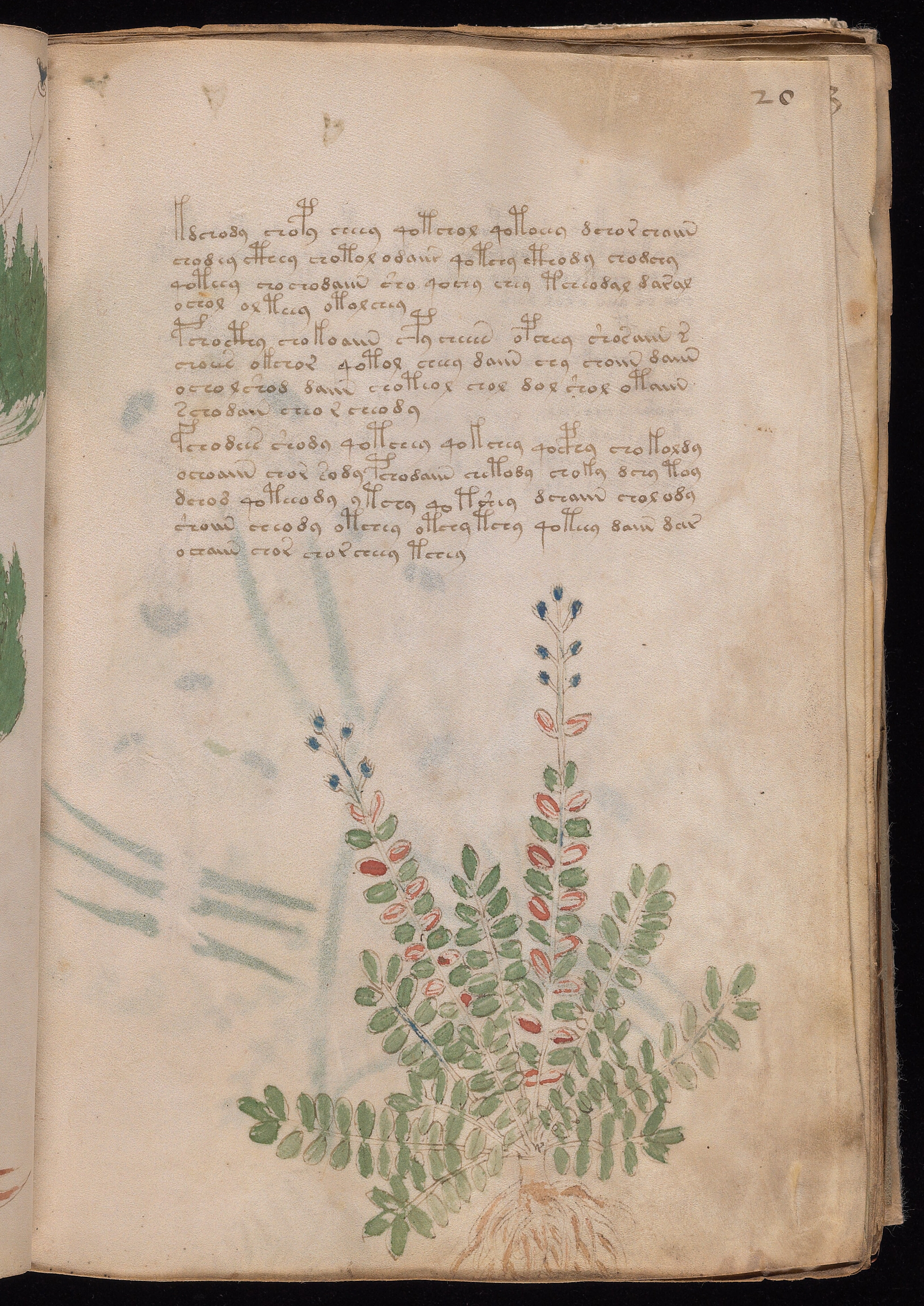 Folio f20r