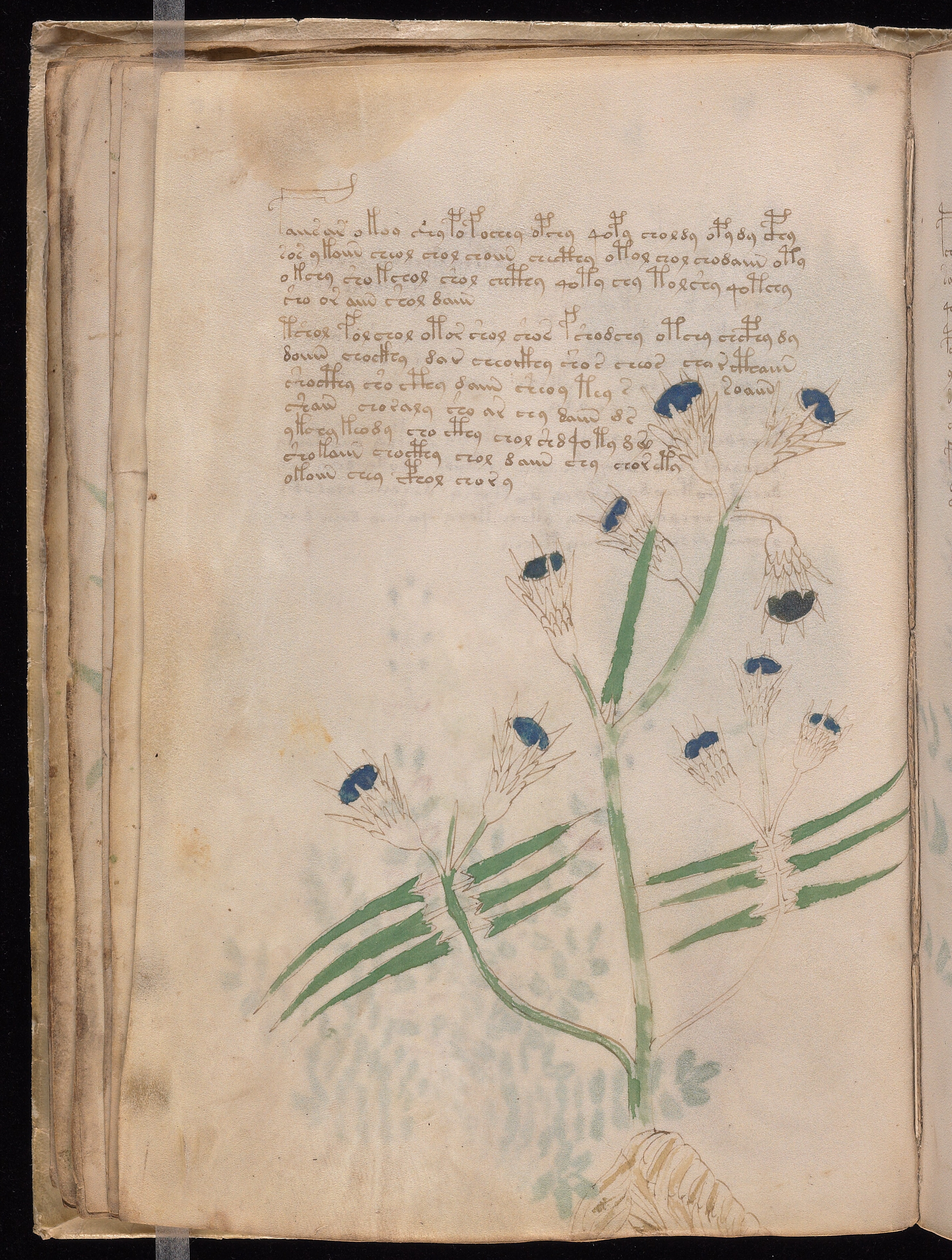 Folio f20v