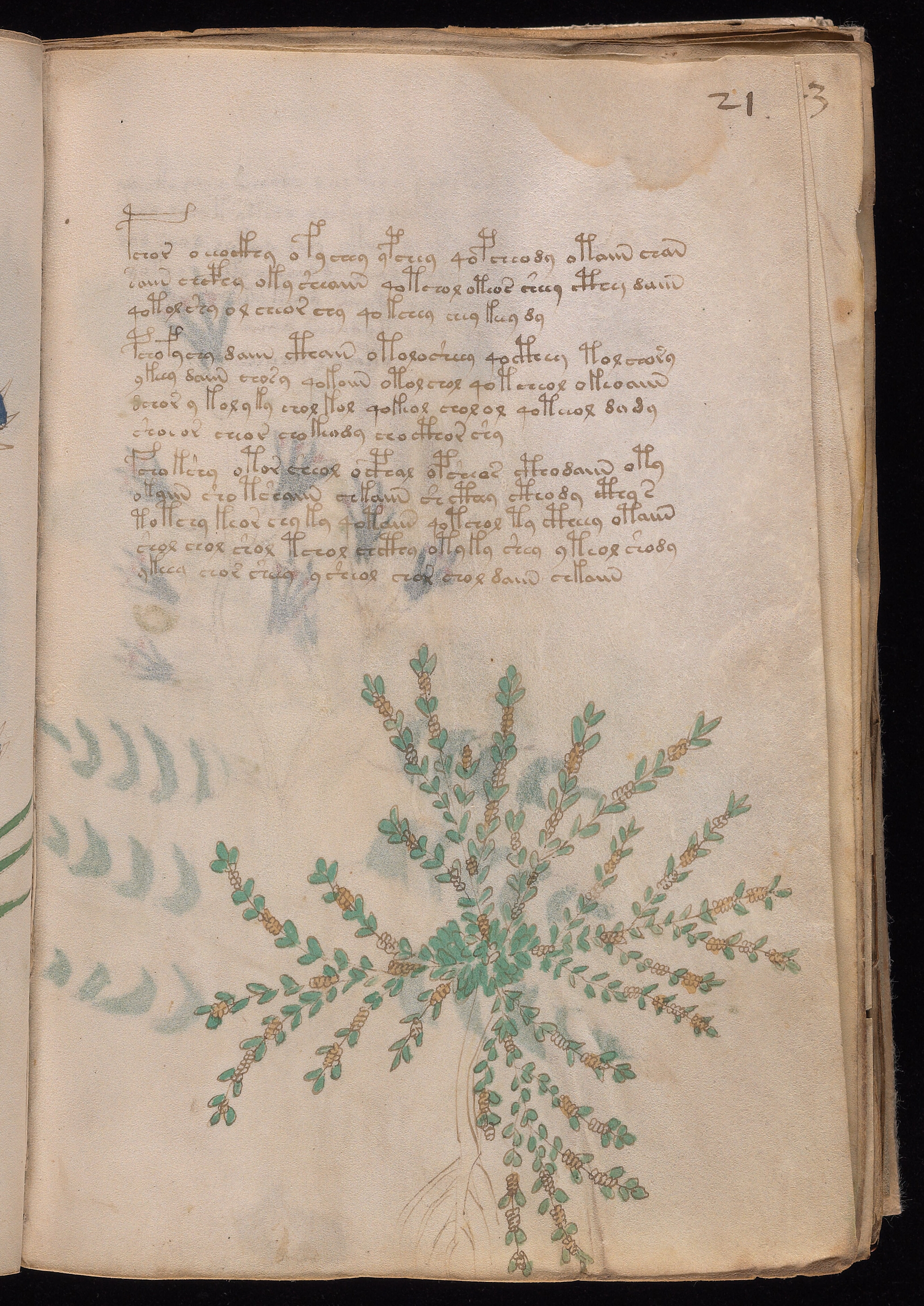 Folio f21r