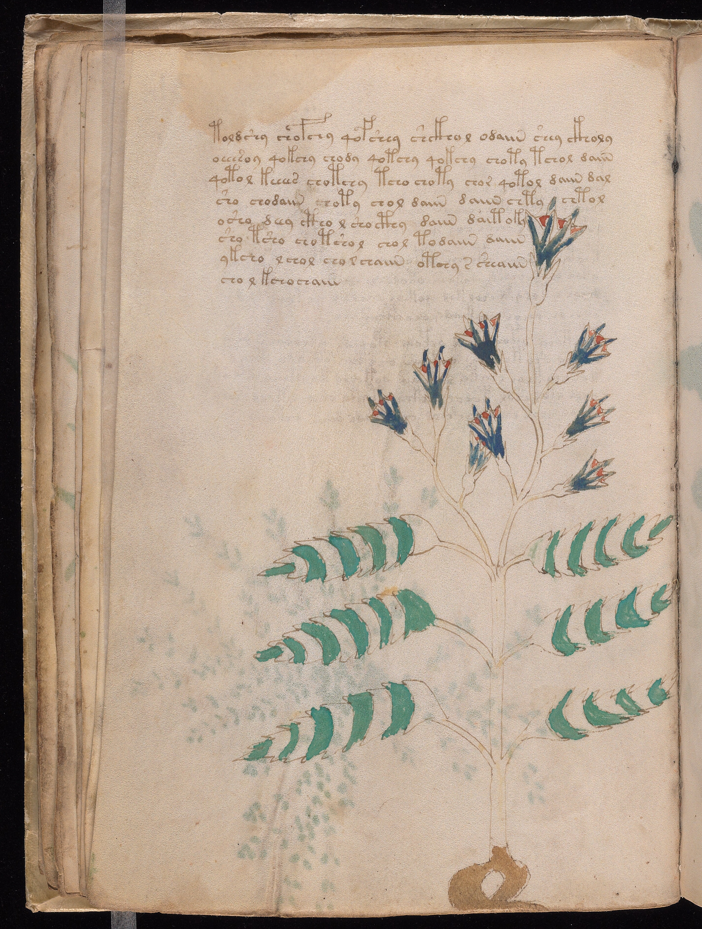 Folio f21v