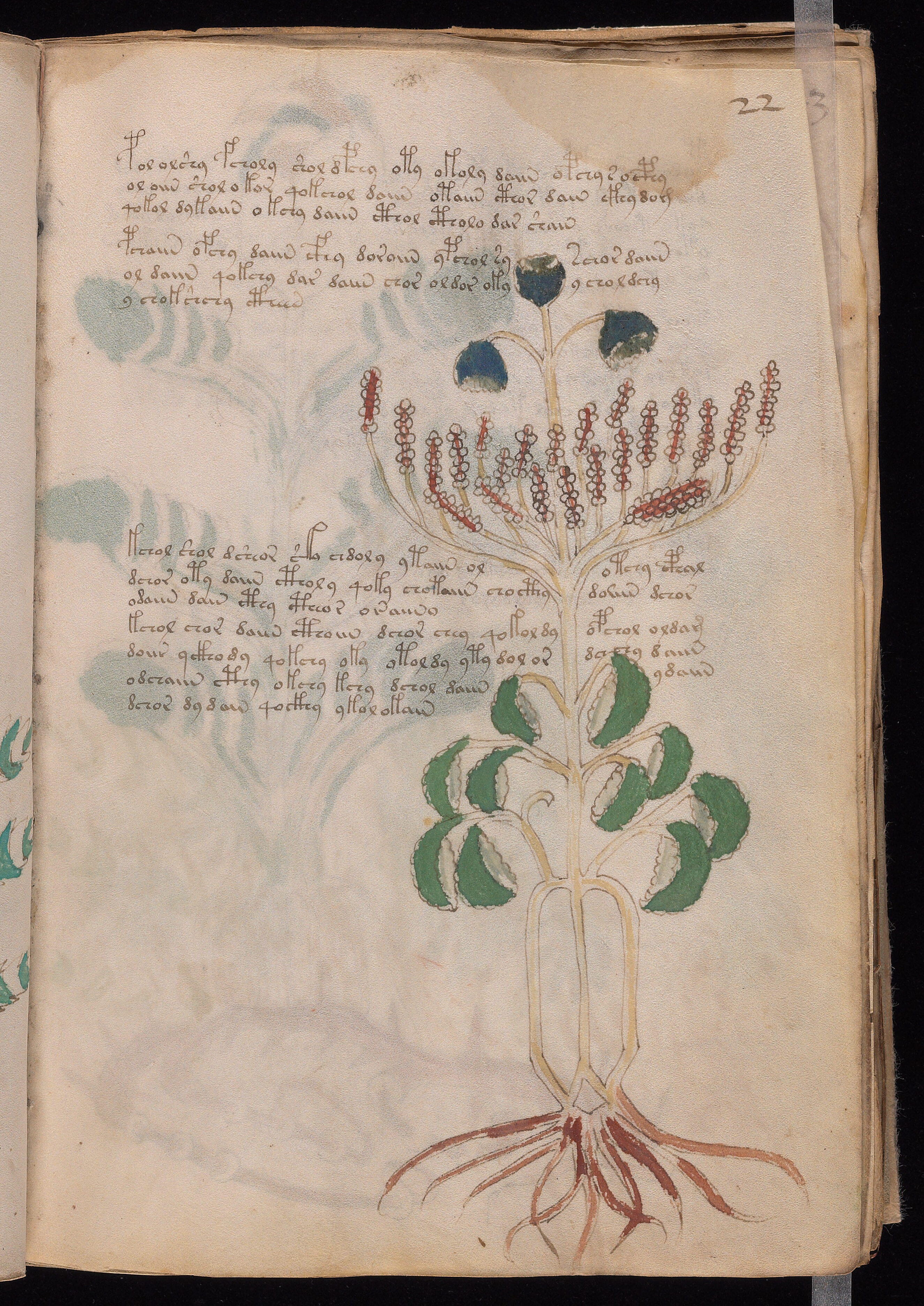 Folio f22r