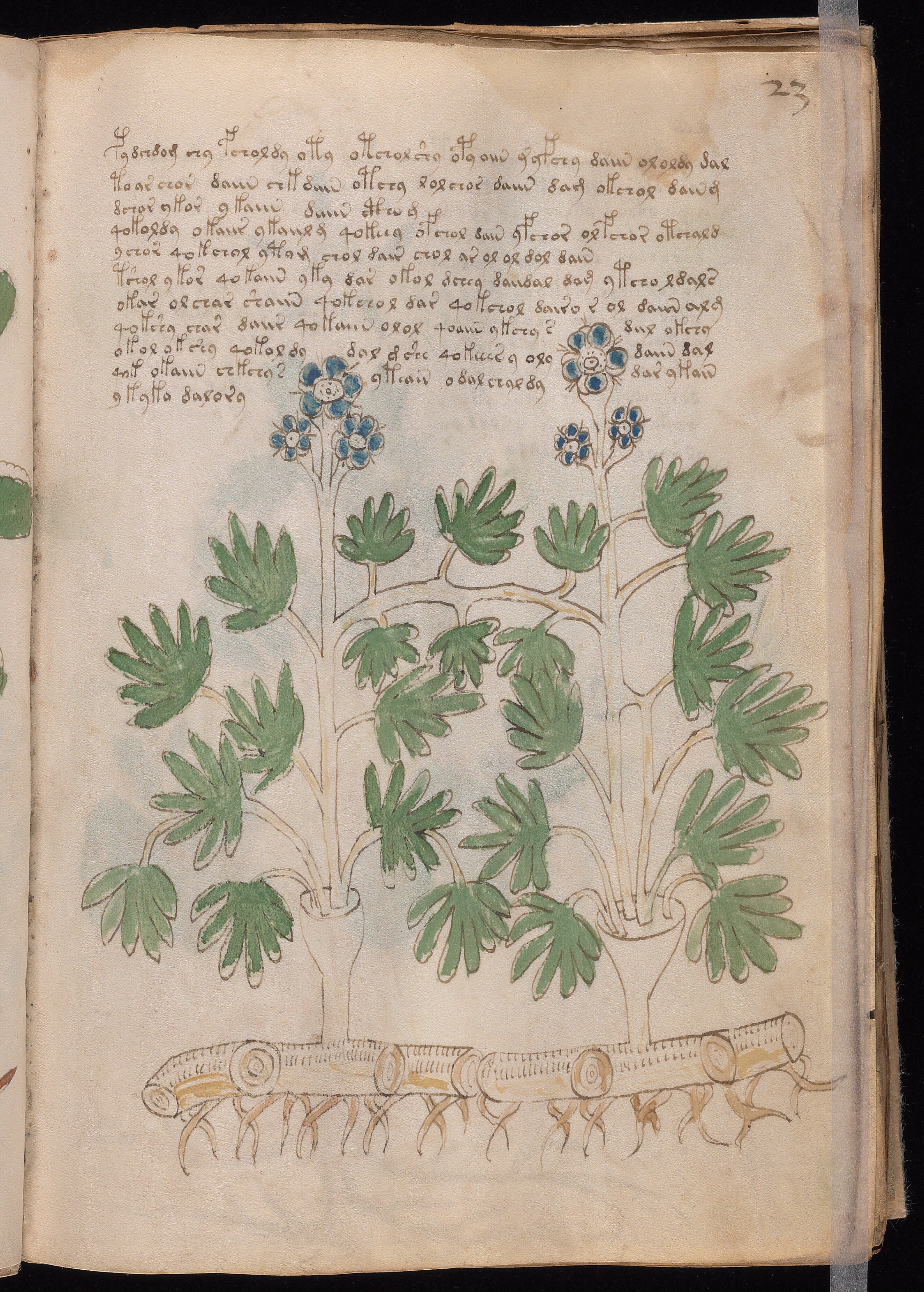 Folio f23r
