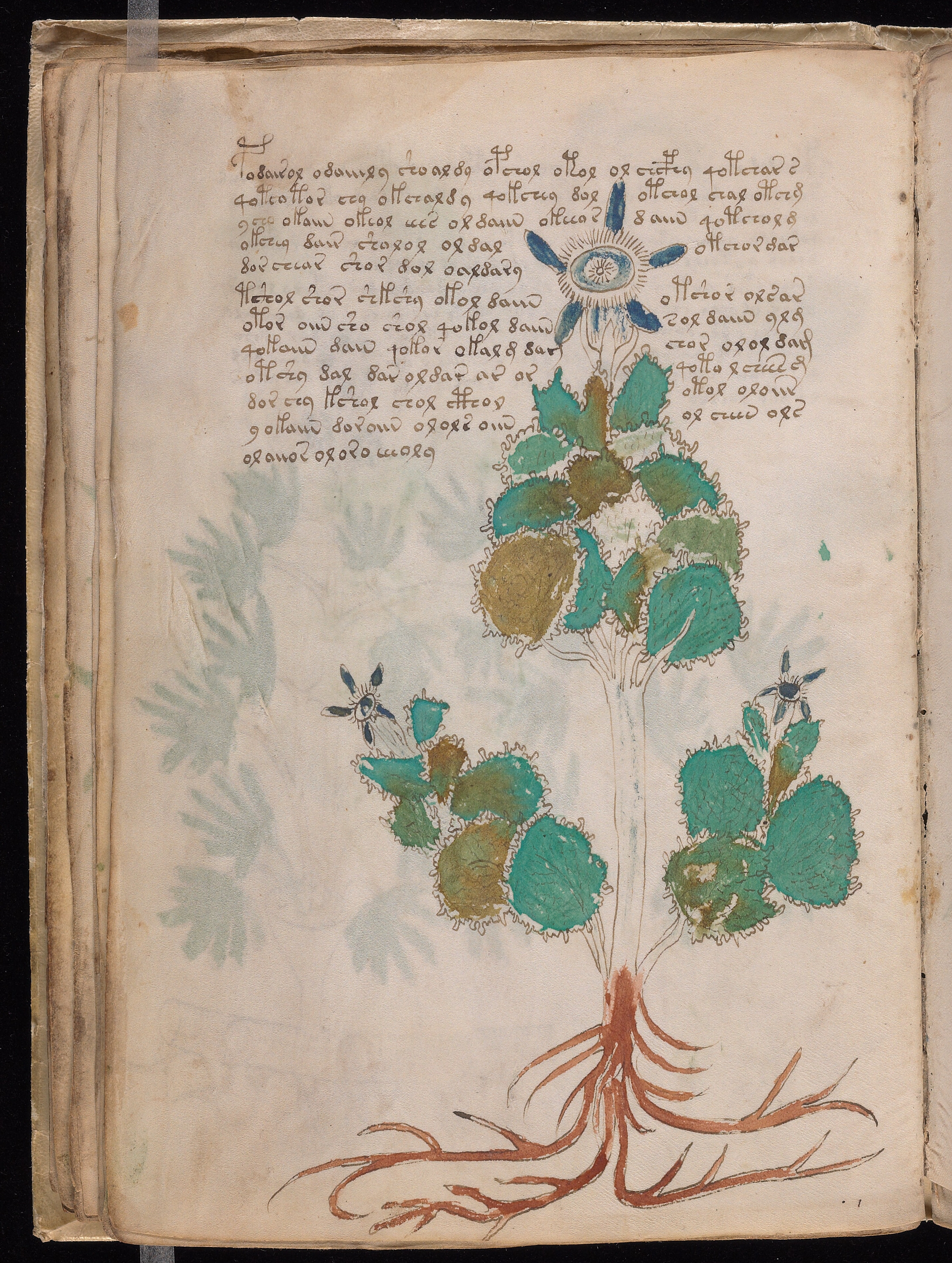 Folio f23v