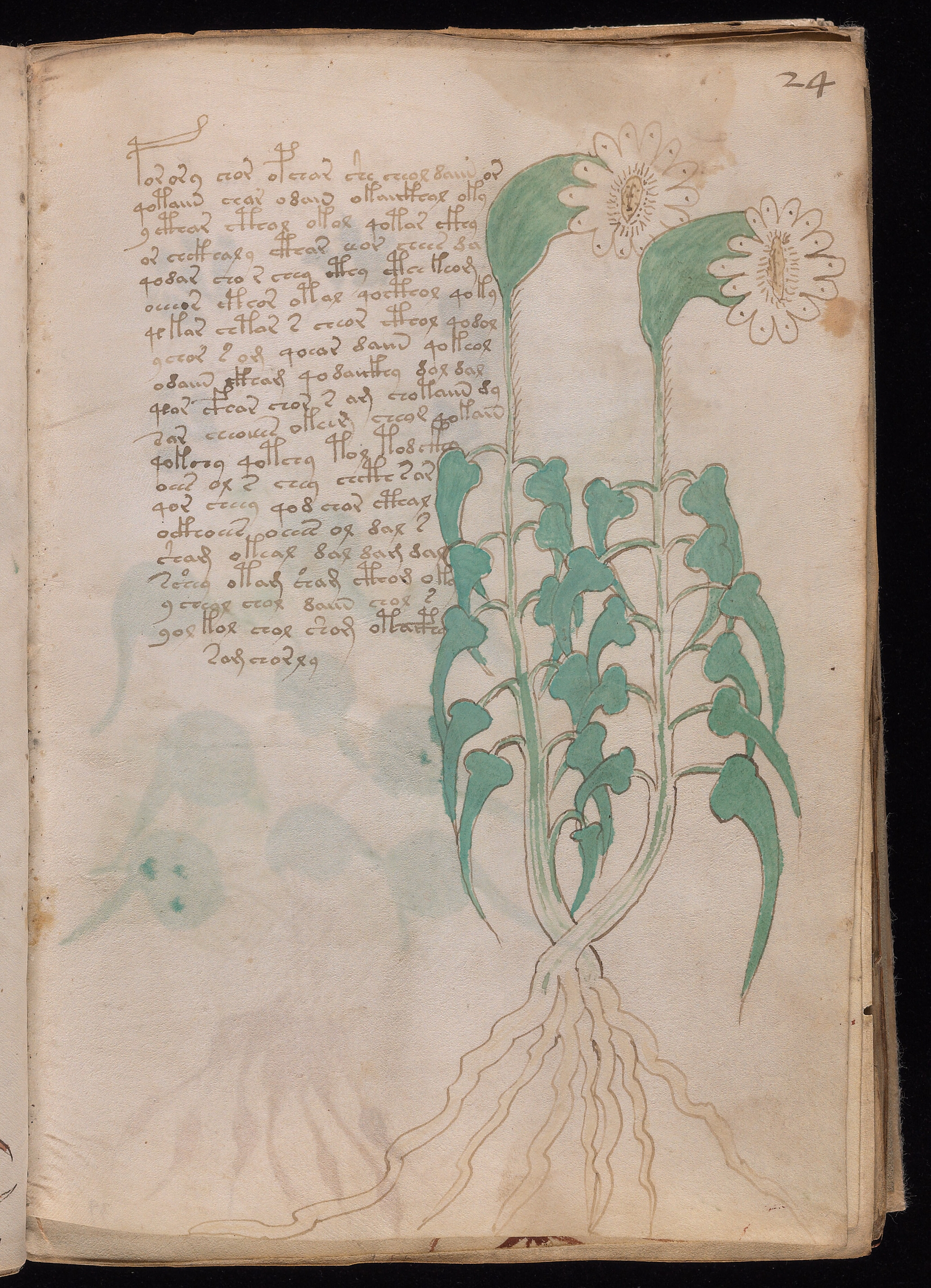 Folio f24r