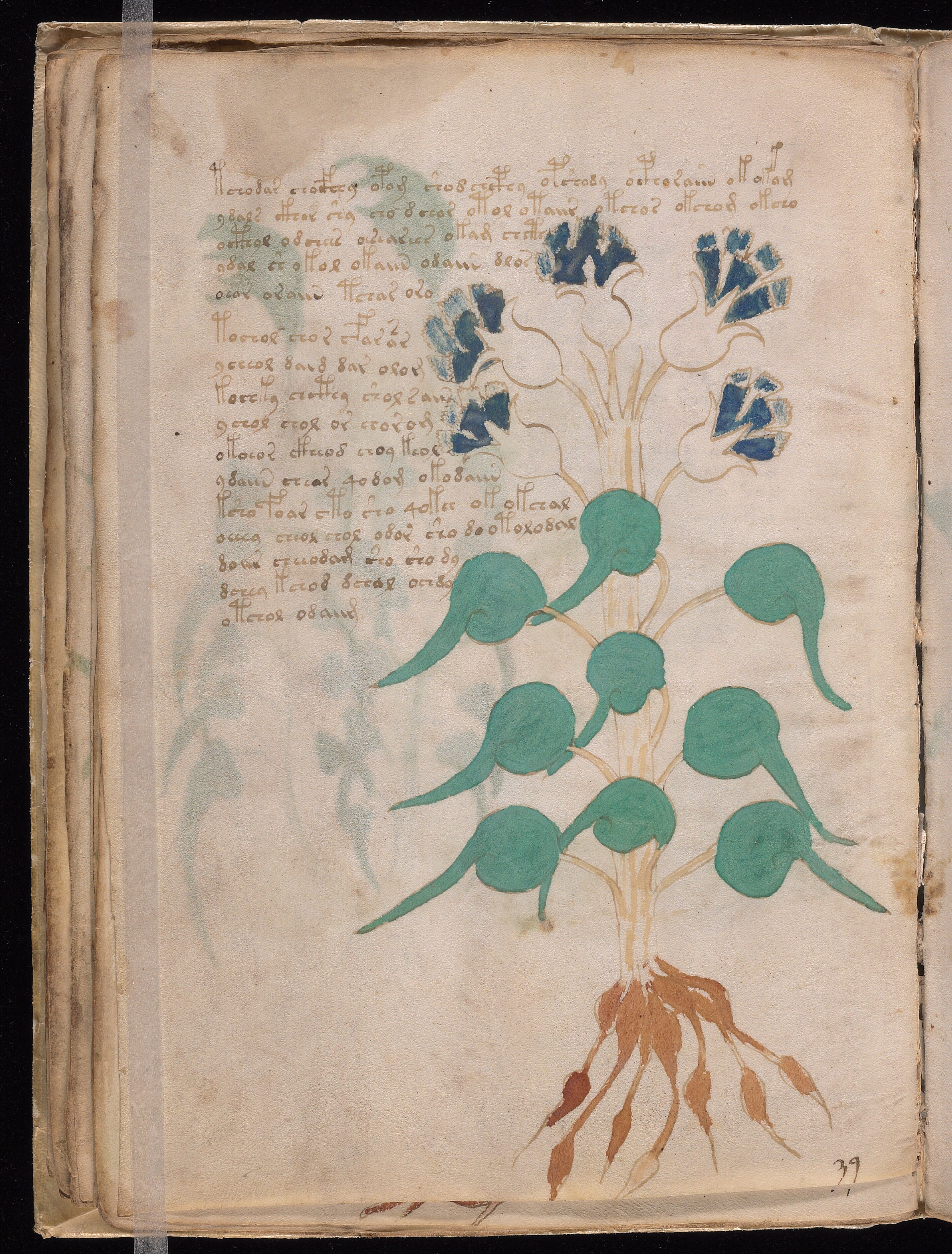 Folio f24v