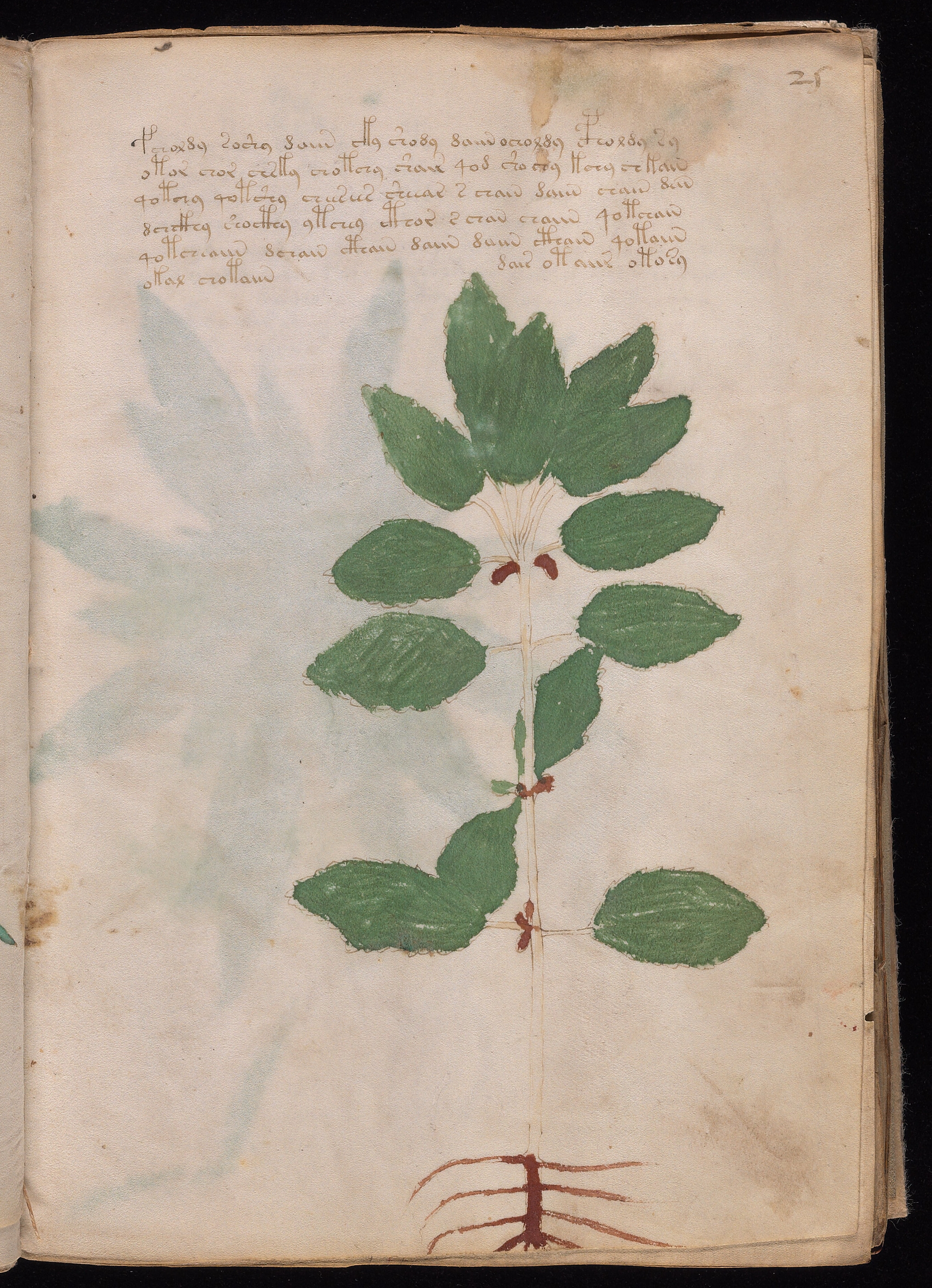 Folio f25r