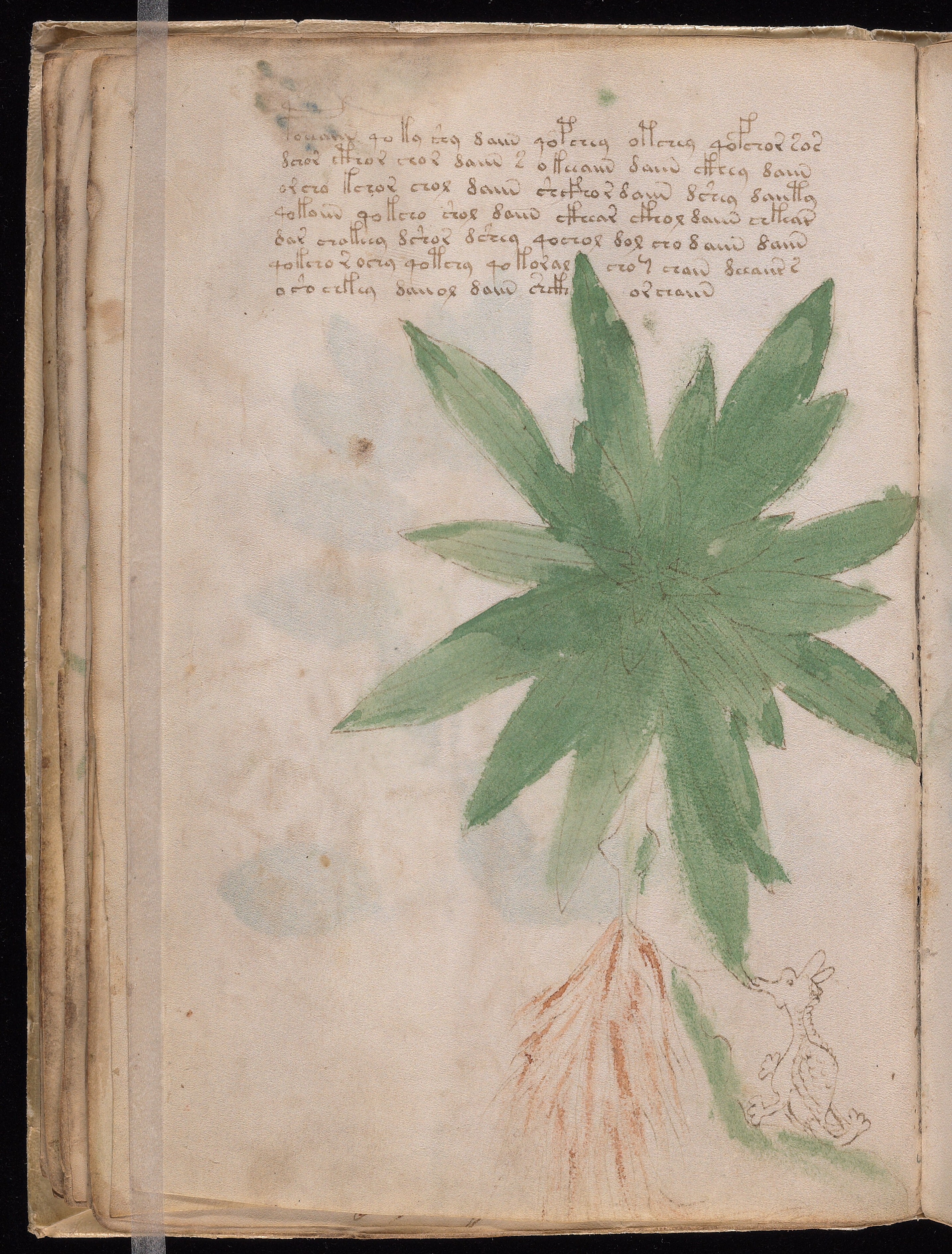 Folio f25v