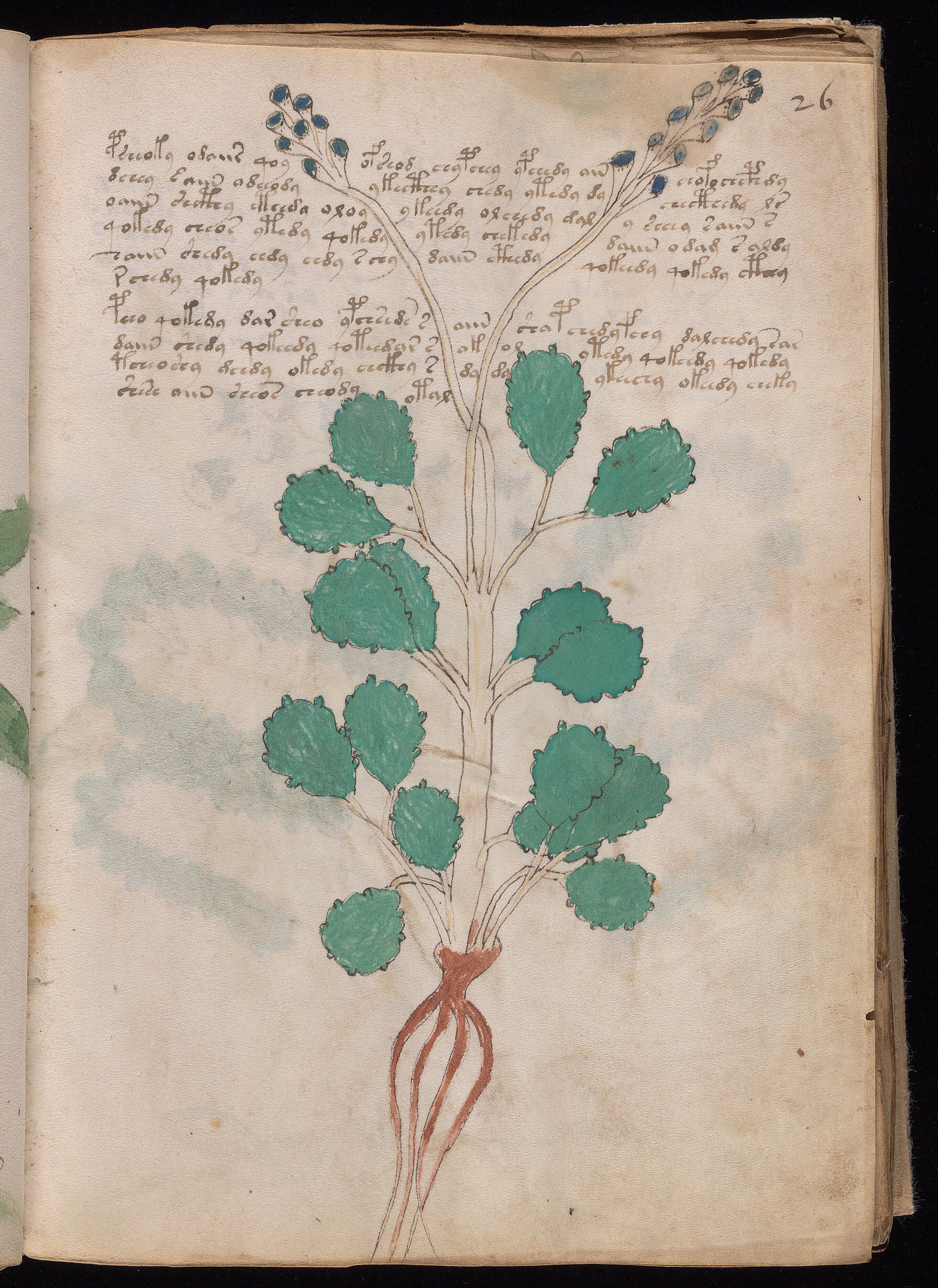 Folio f26r