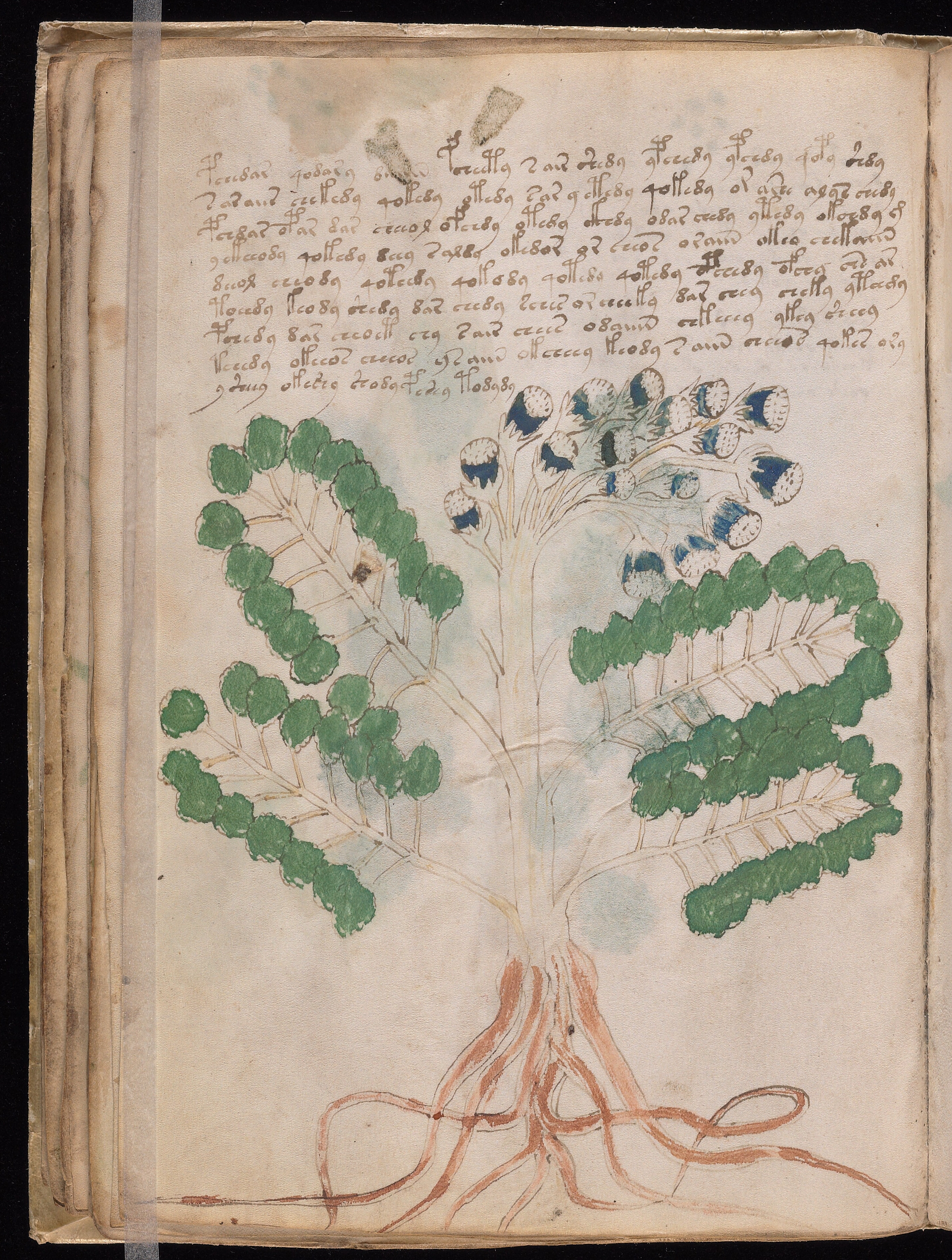 Folio f26v