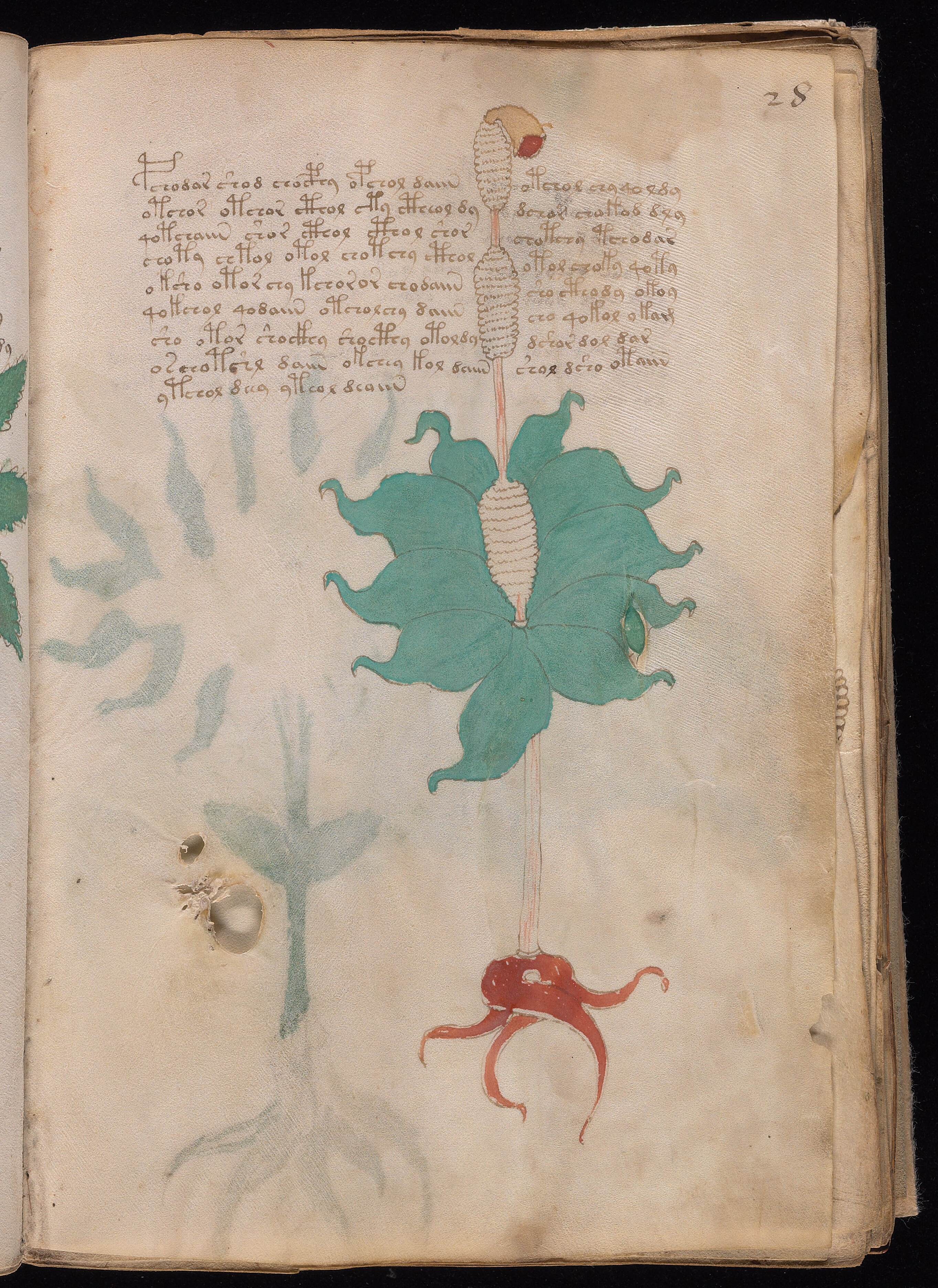 Folio f28r