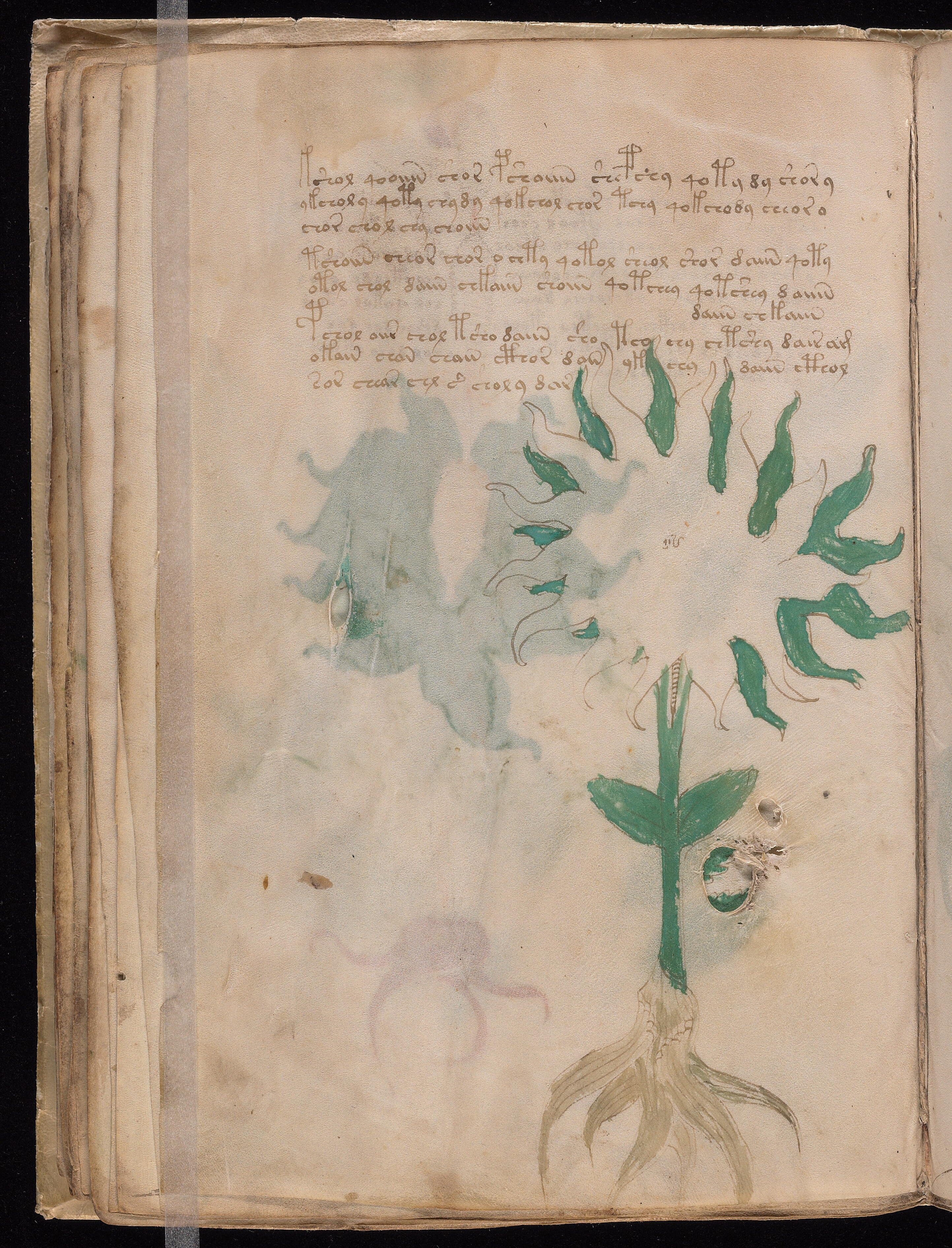 Folio f28v