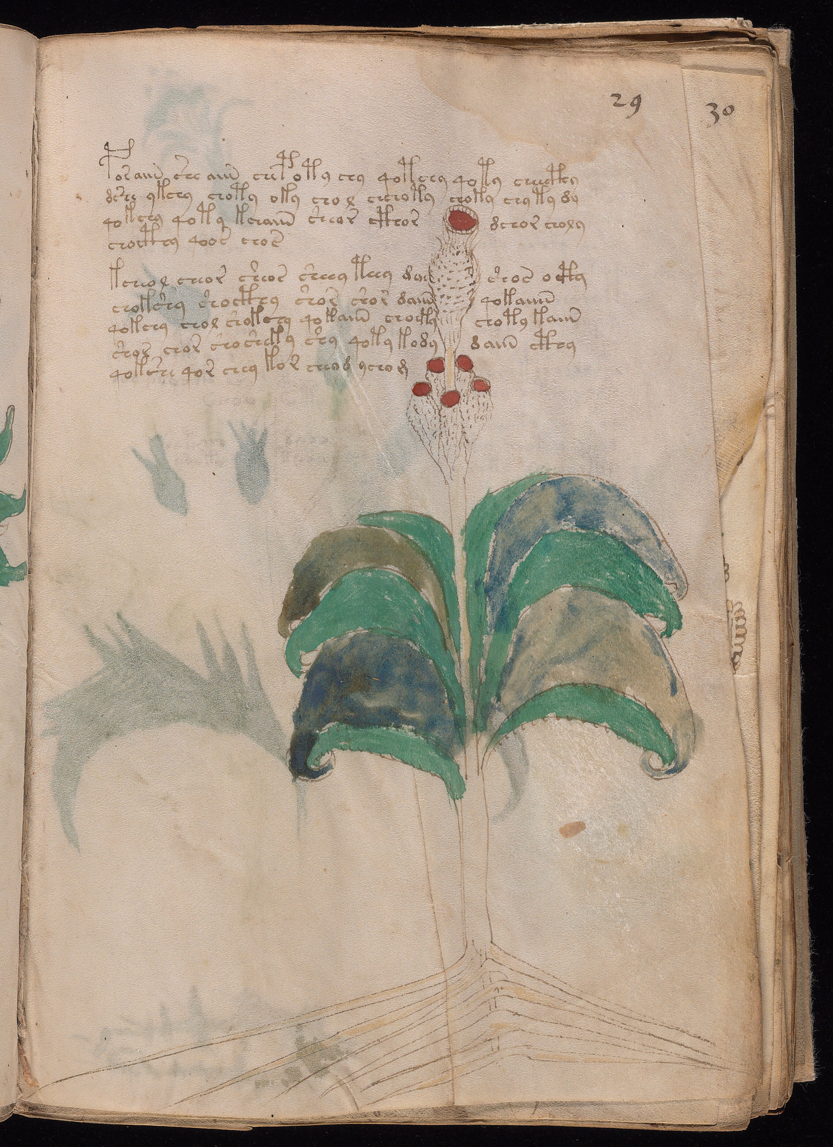 Folio f29r