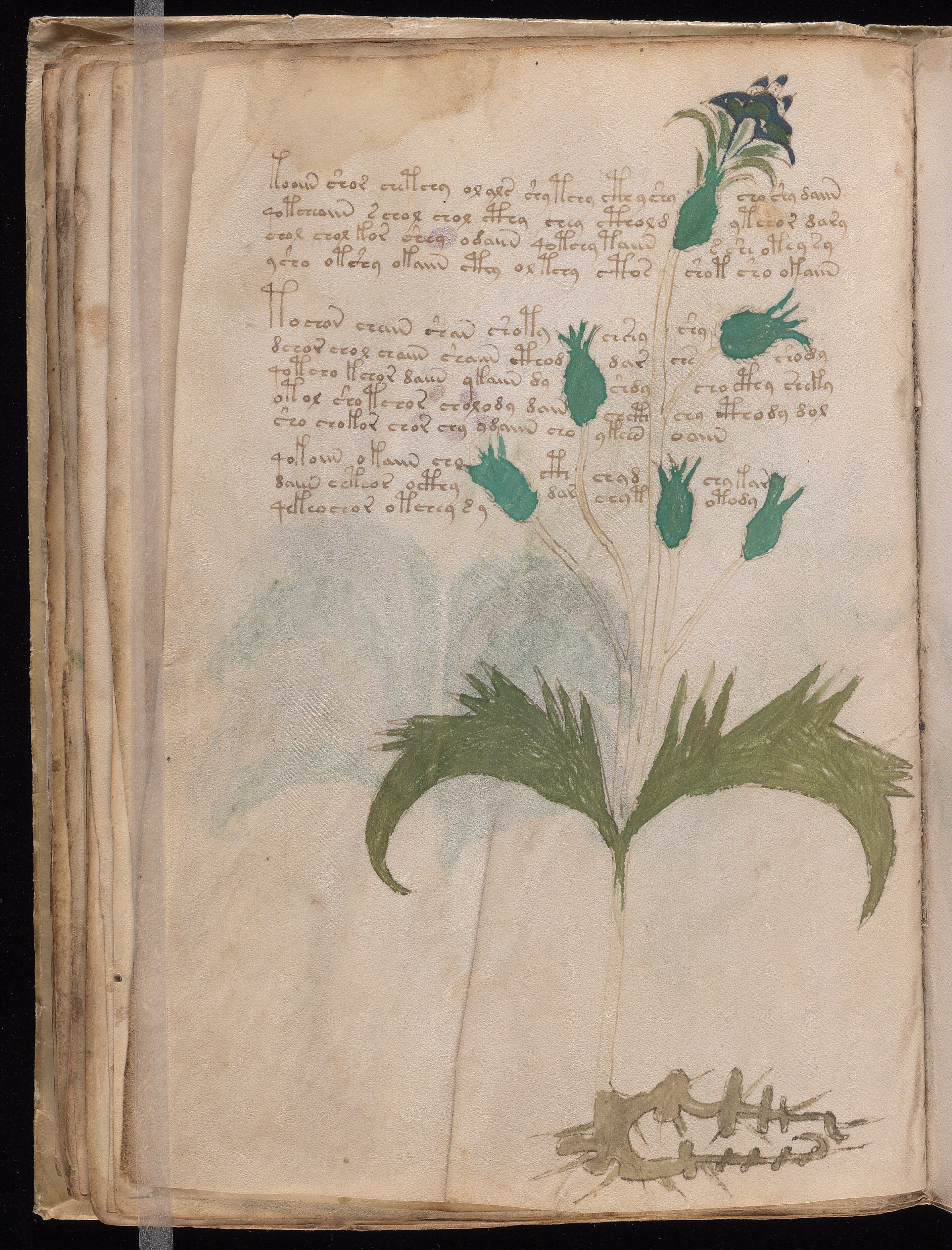 Folio f29v