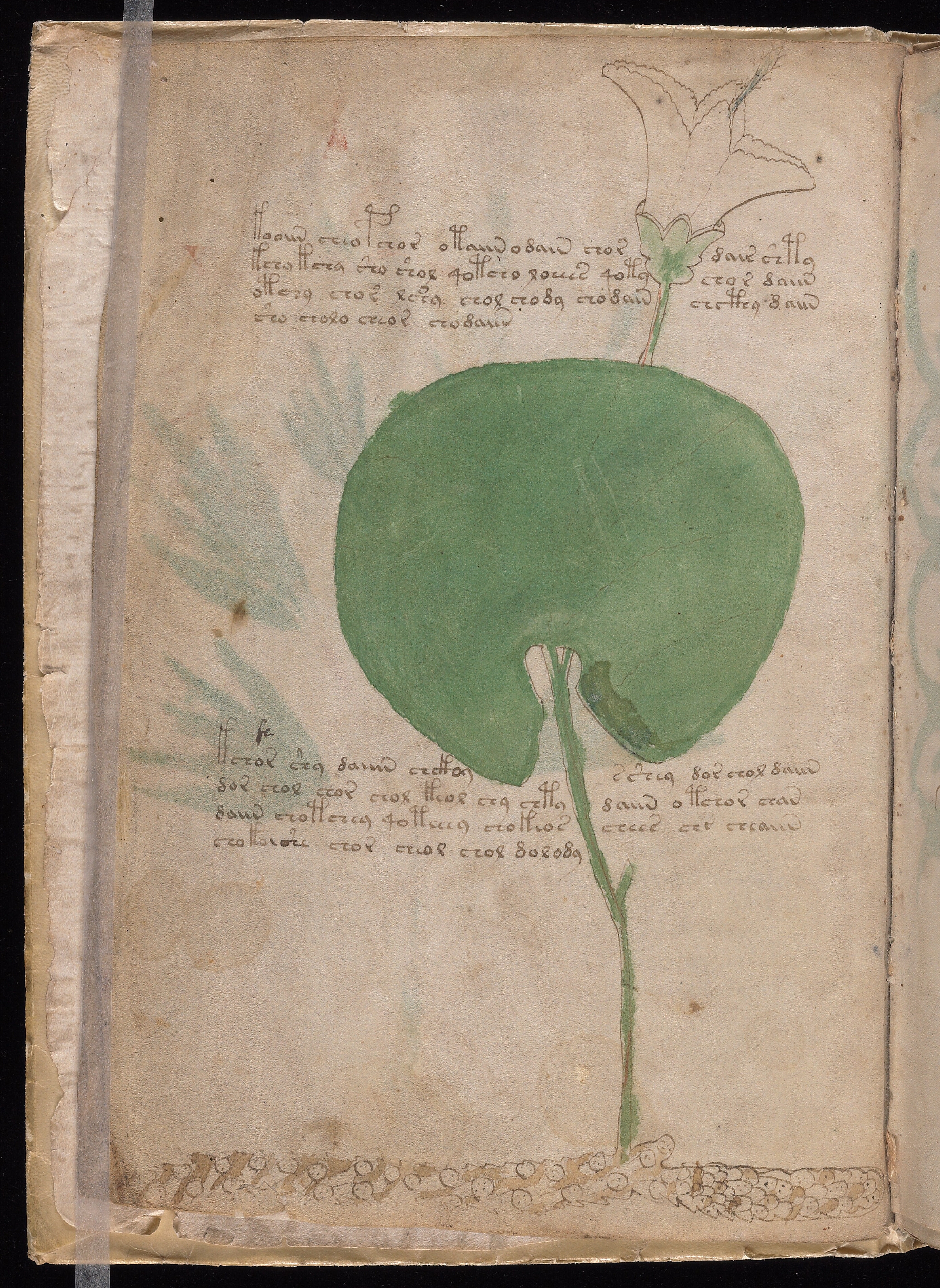 Folio f2v