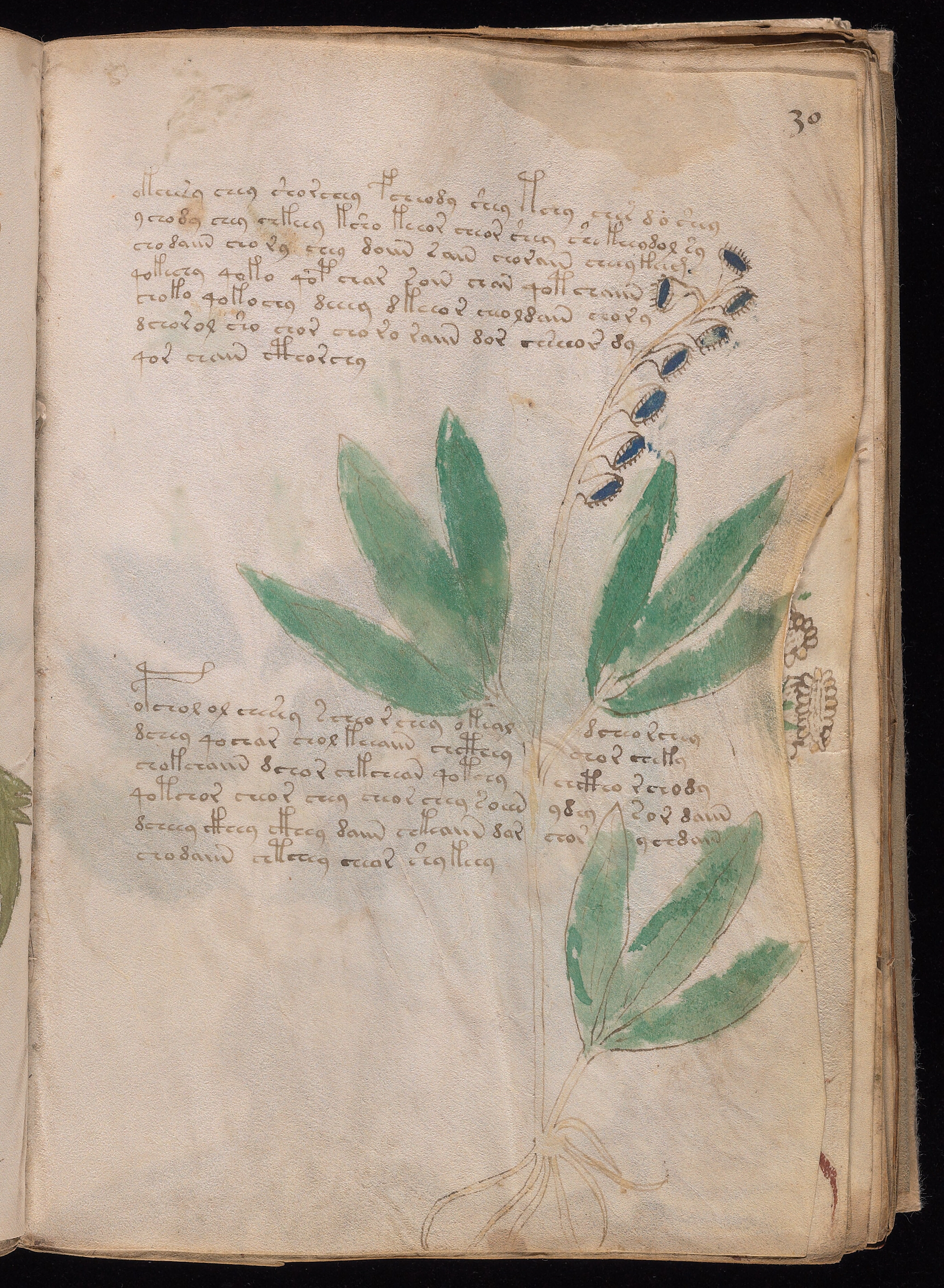 Folio f30r