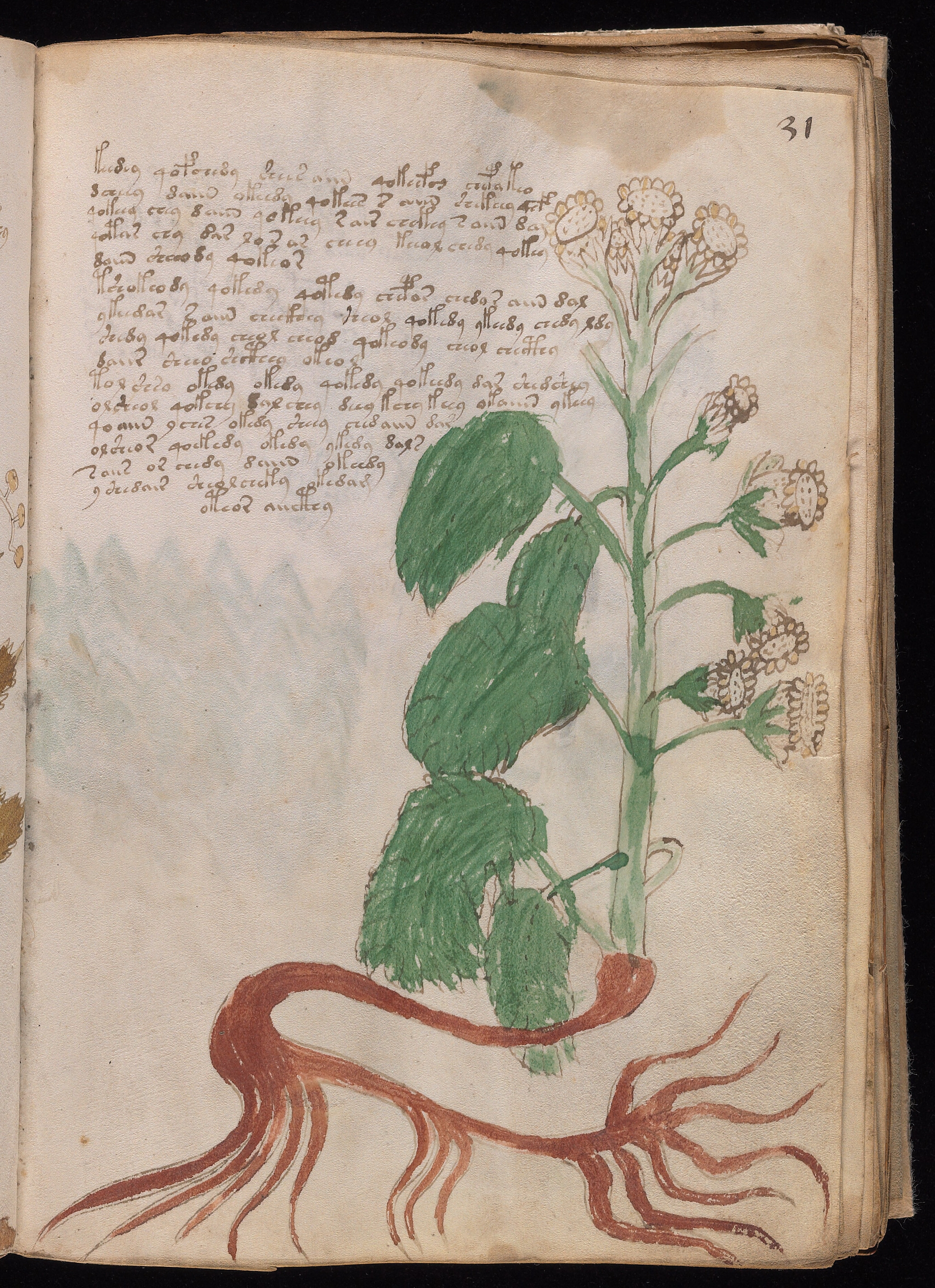 Folio f31r