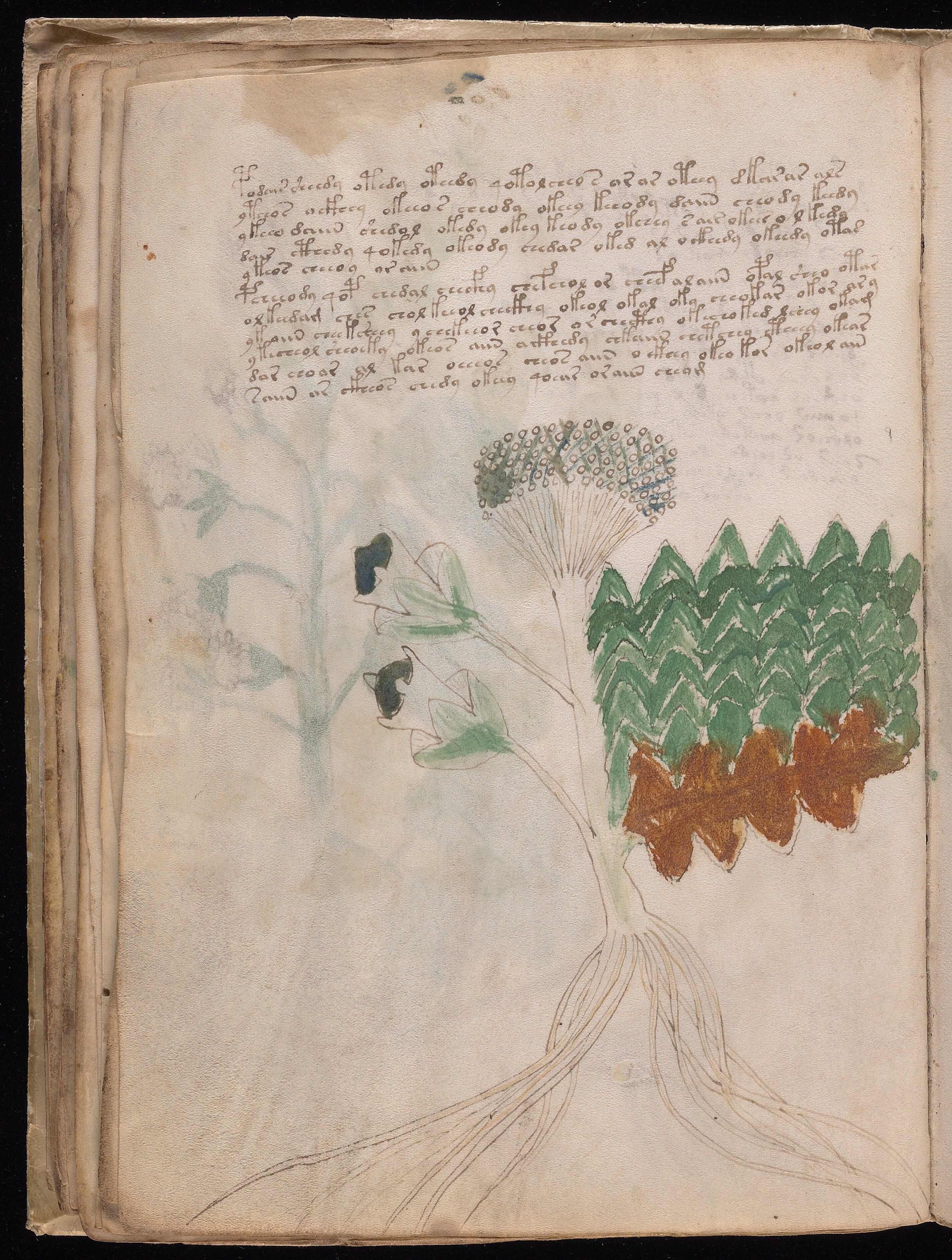Folio f31v