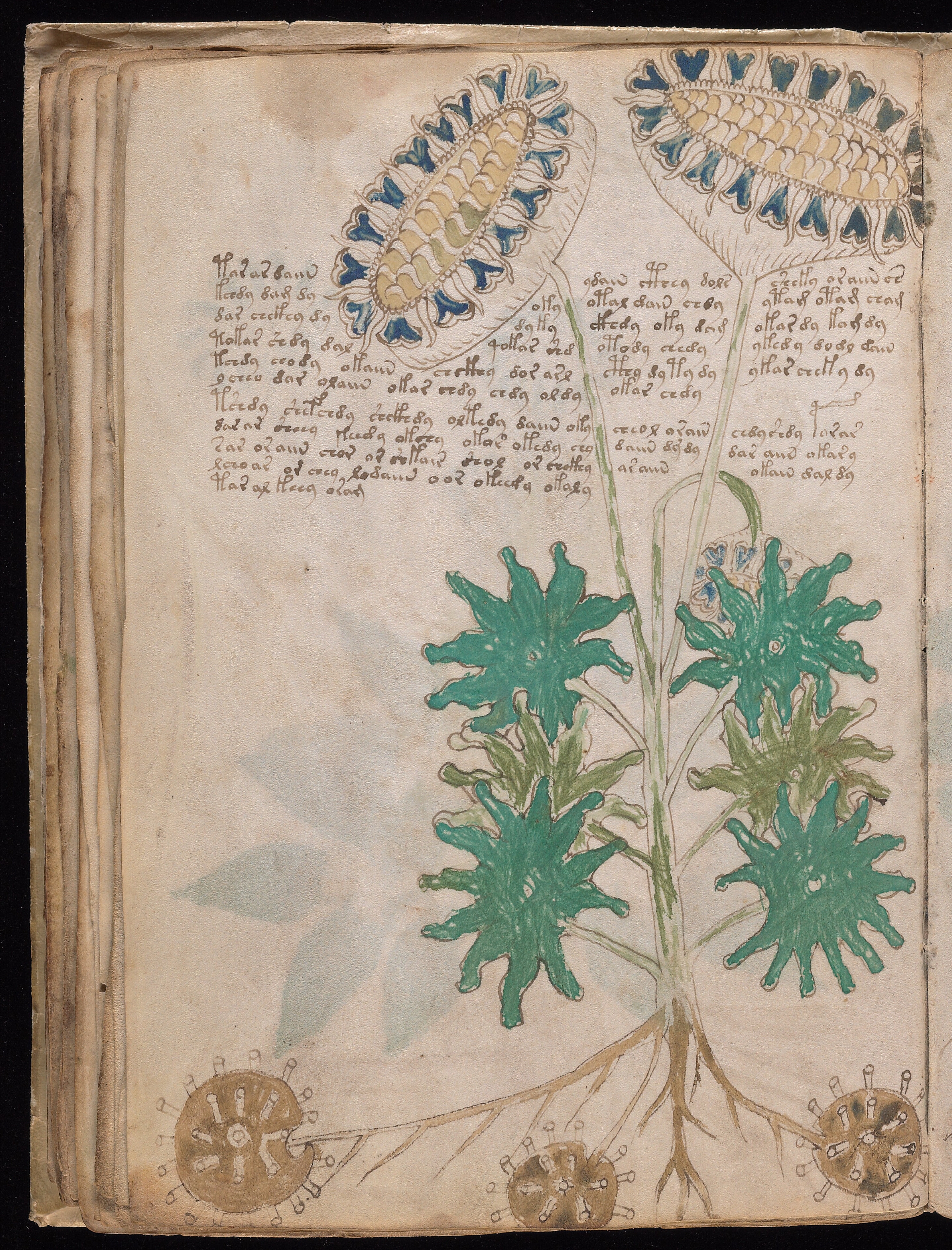 Folio f33v
