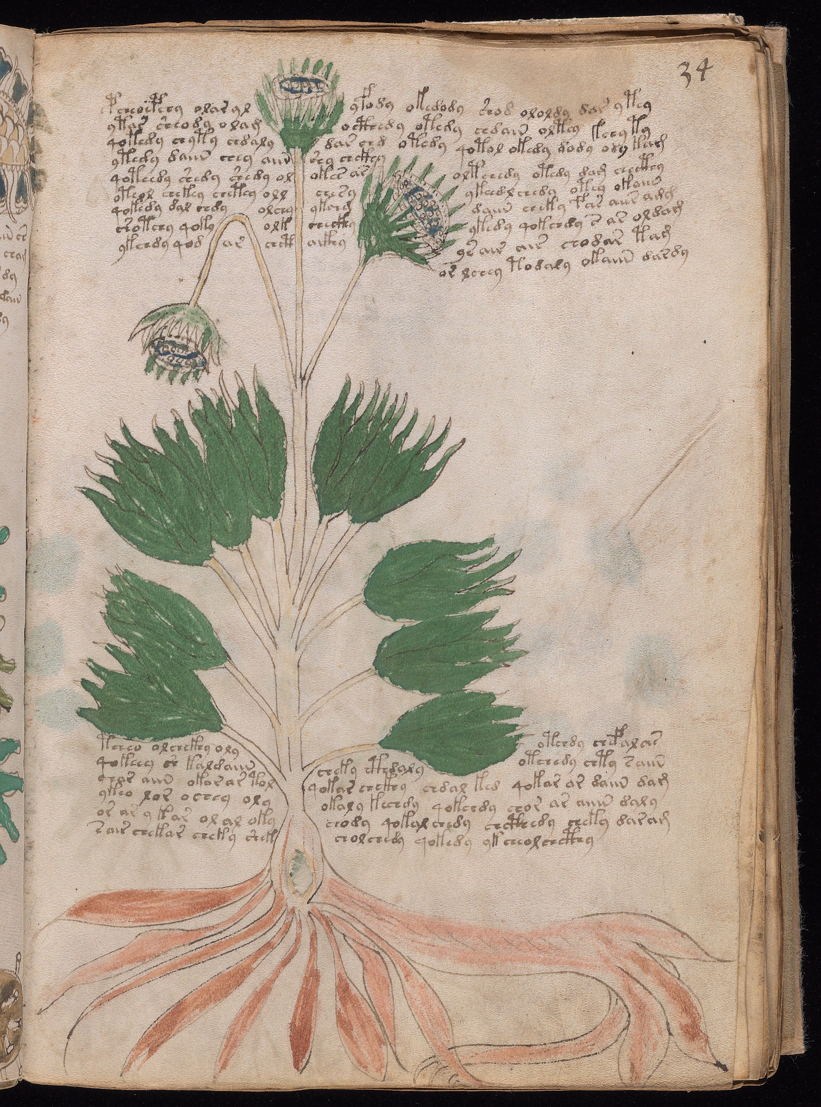 Folio f34r