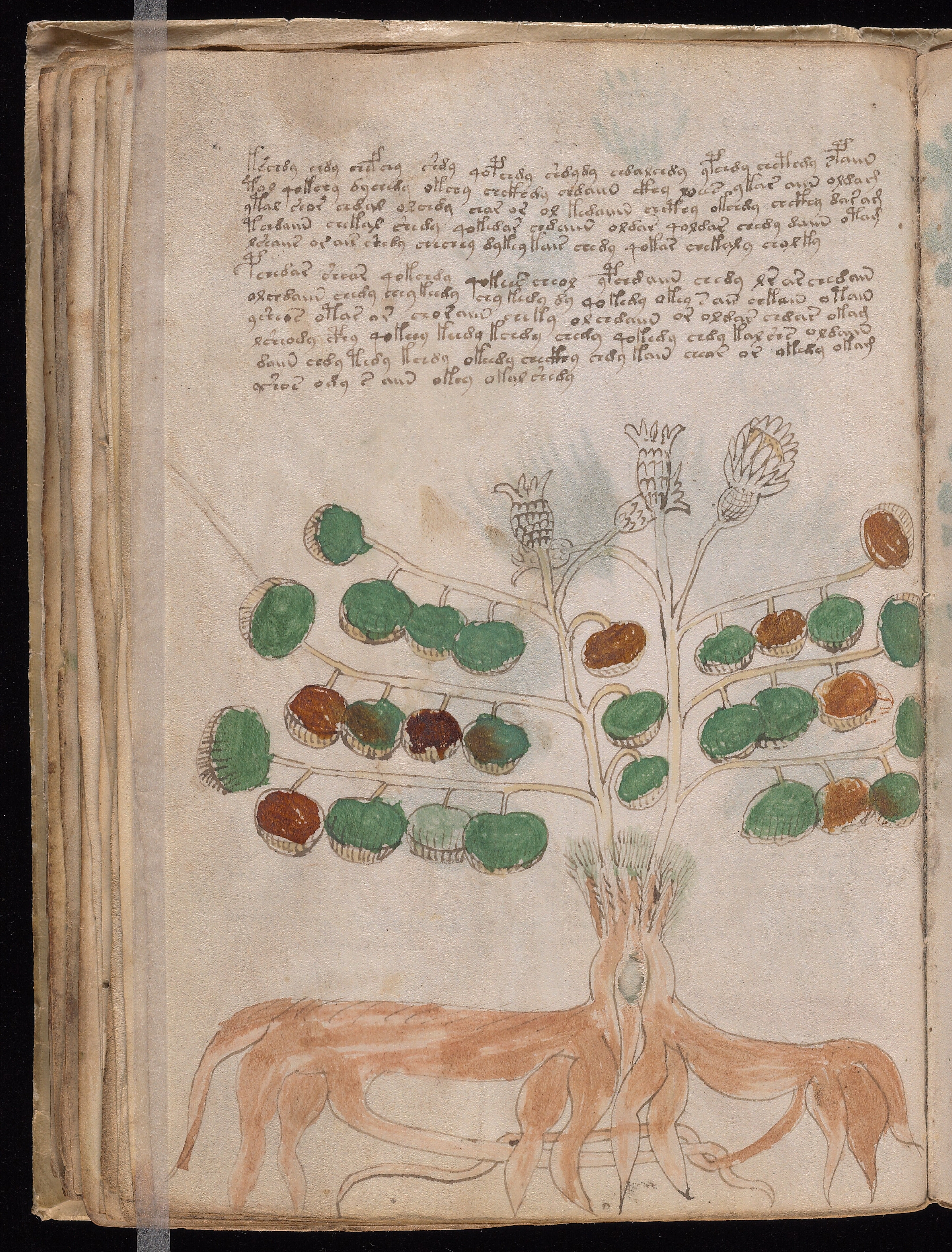 Folio f34v