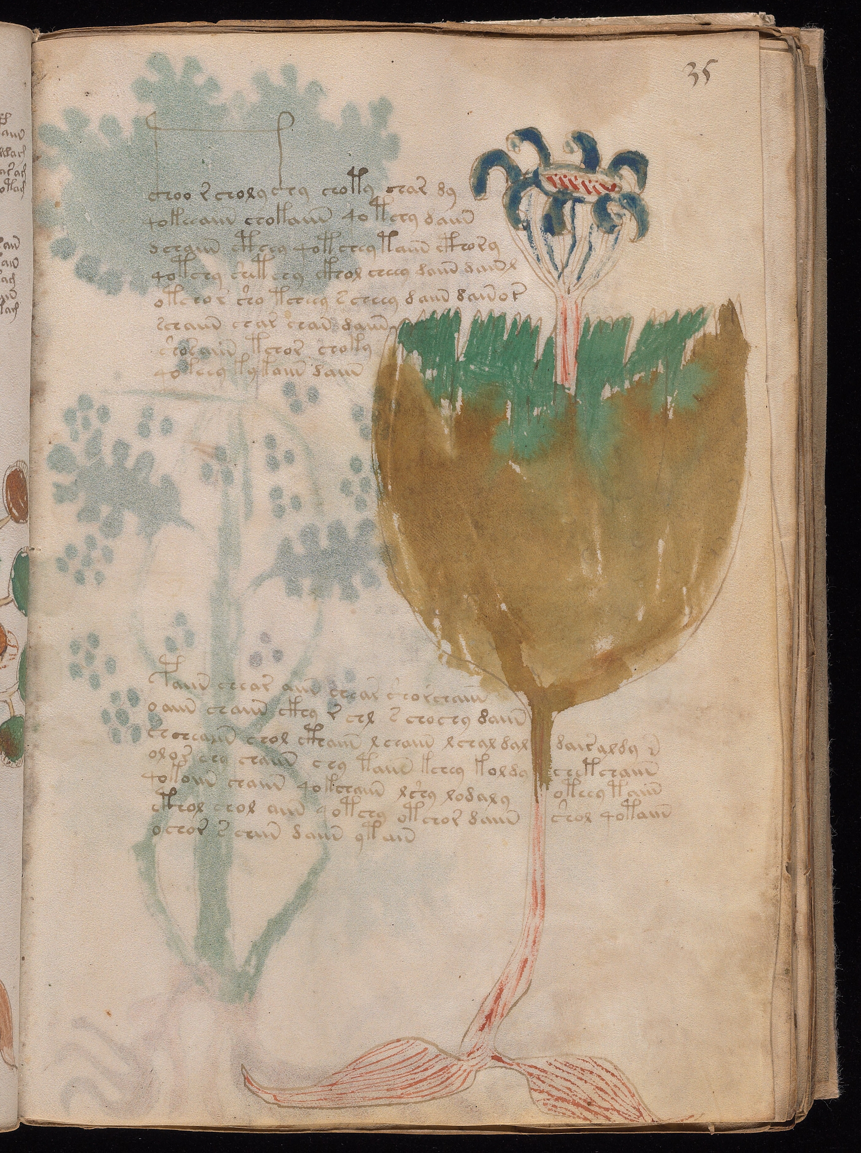 Folio f35r