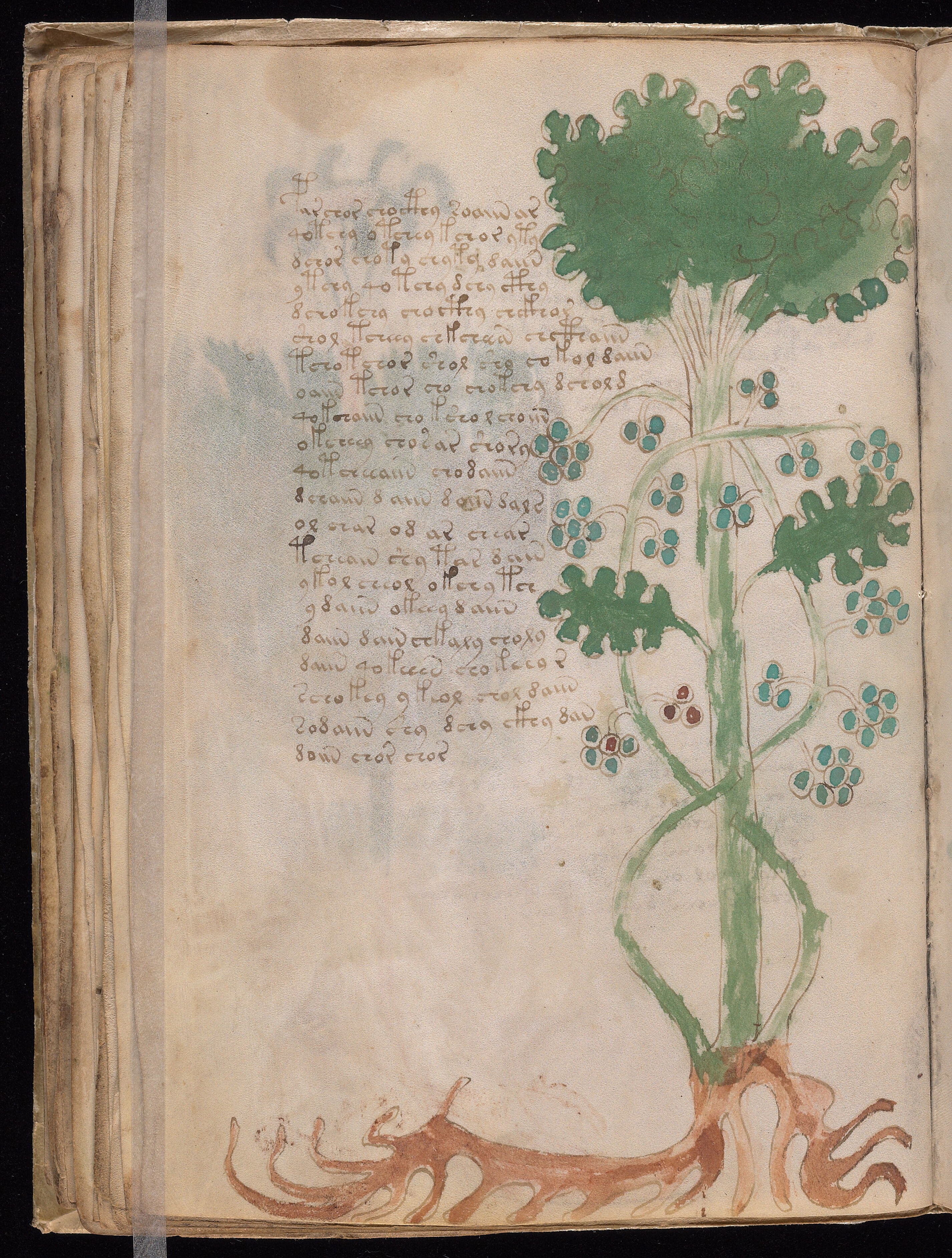 Folio f35v