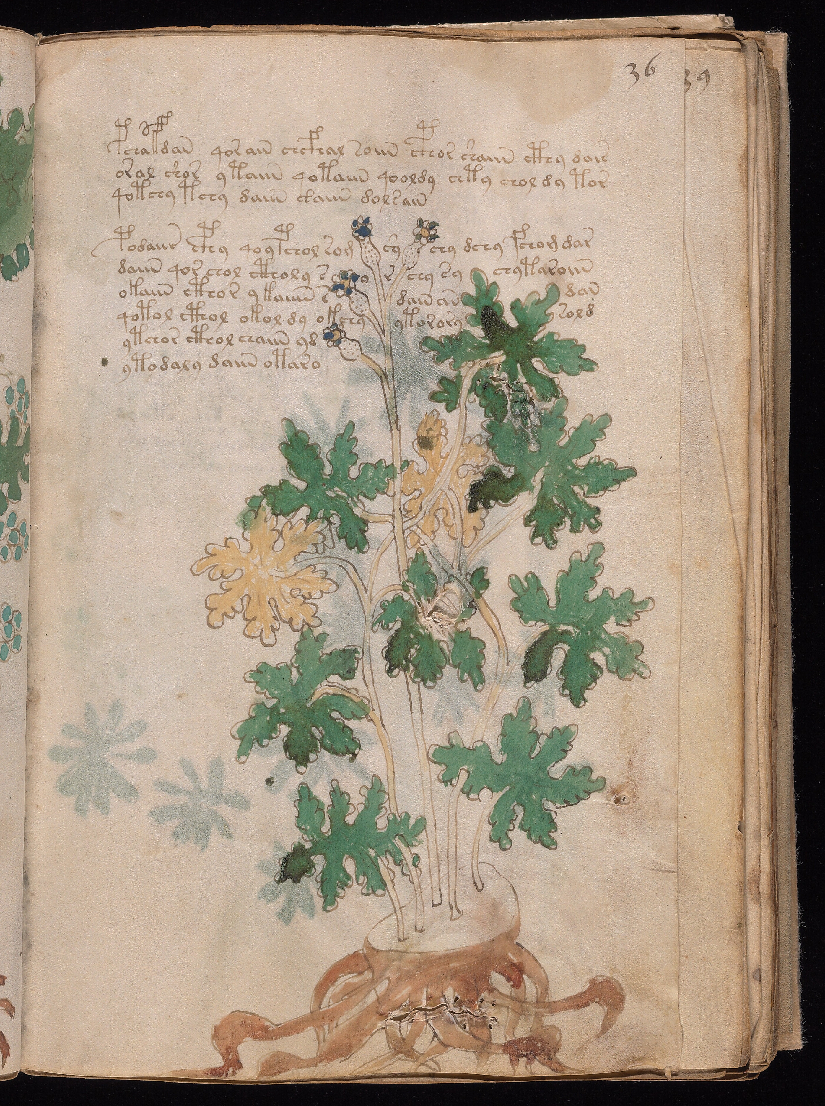 Folio f36r