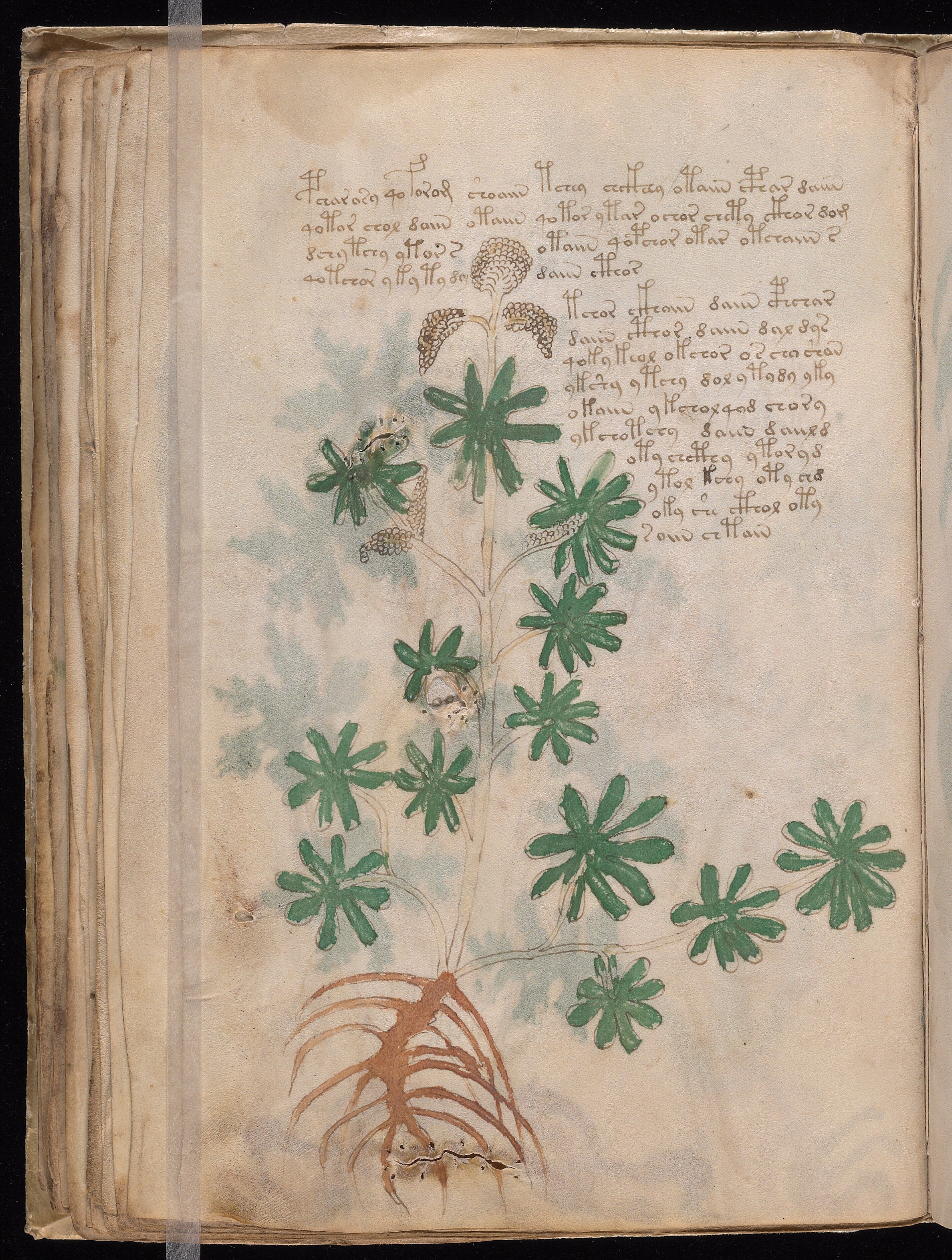 Folio f36v