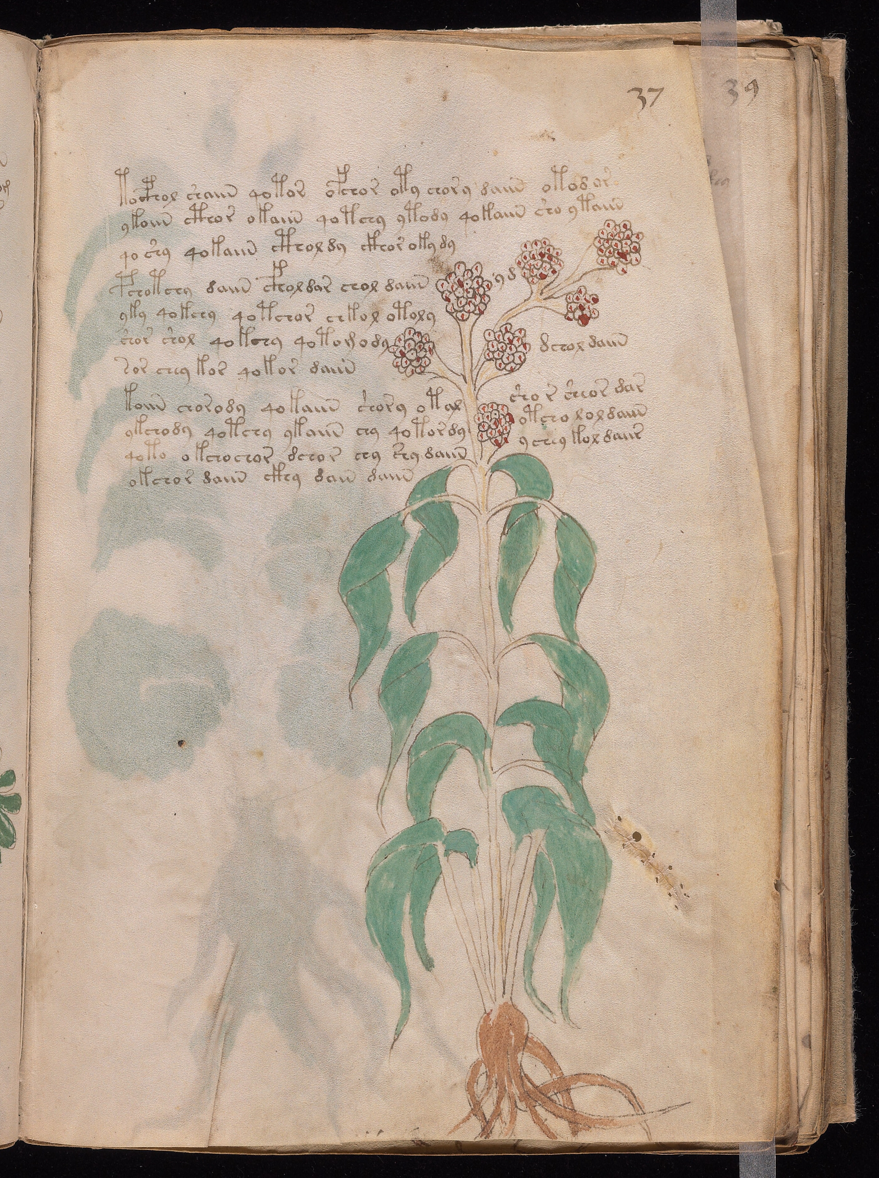 Folio f37r