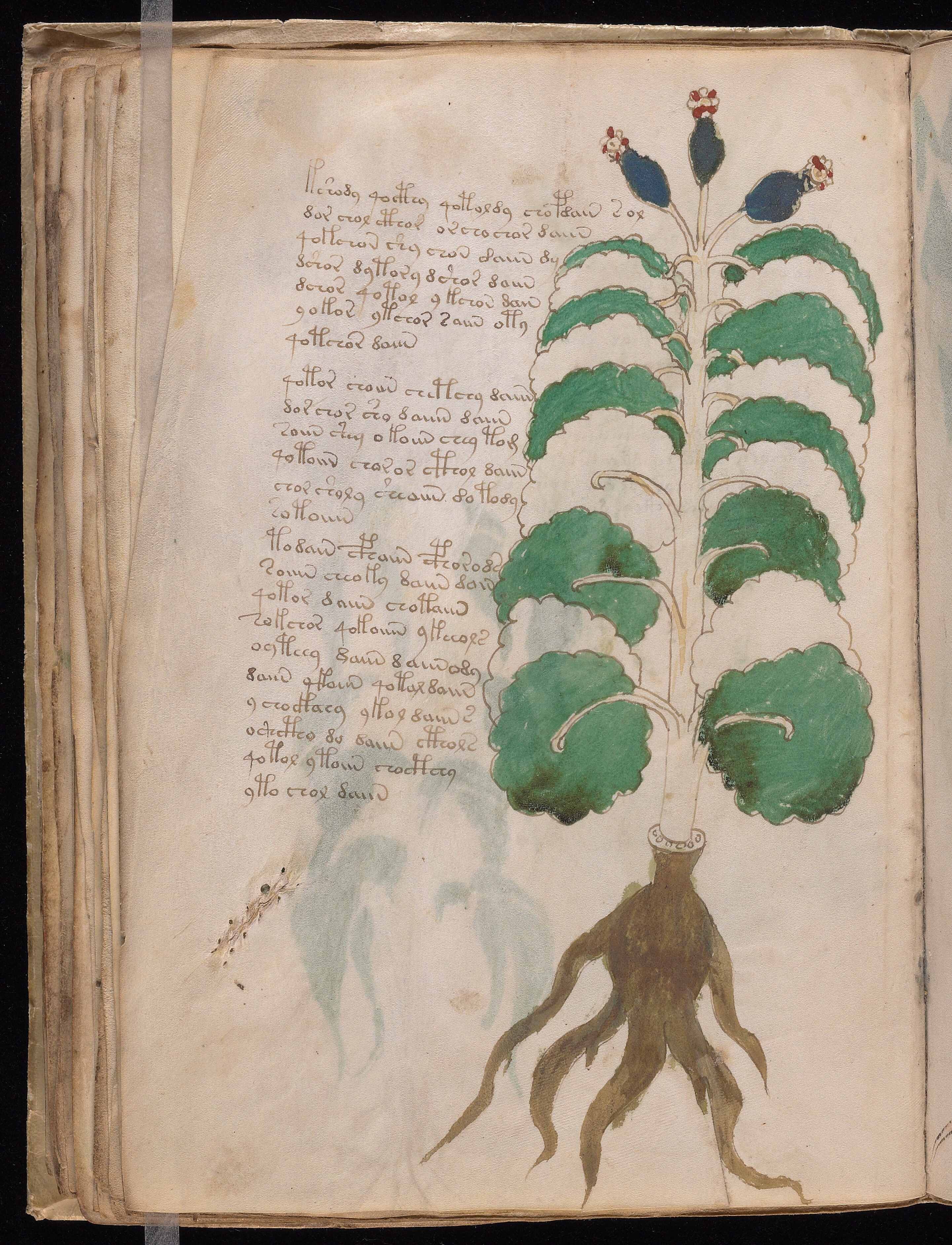 Folio f37v