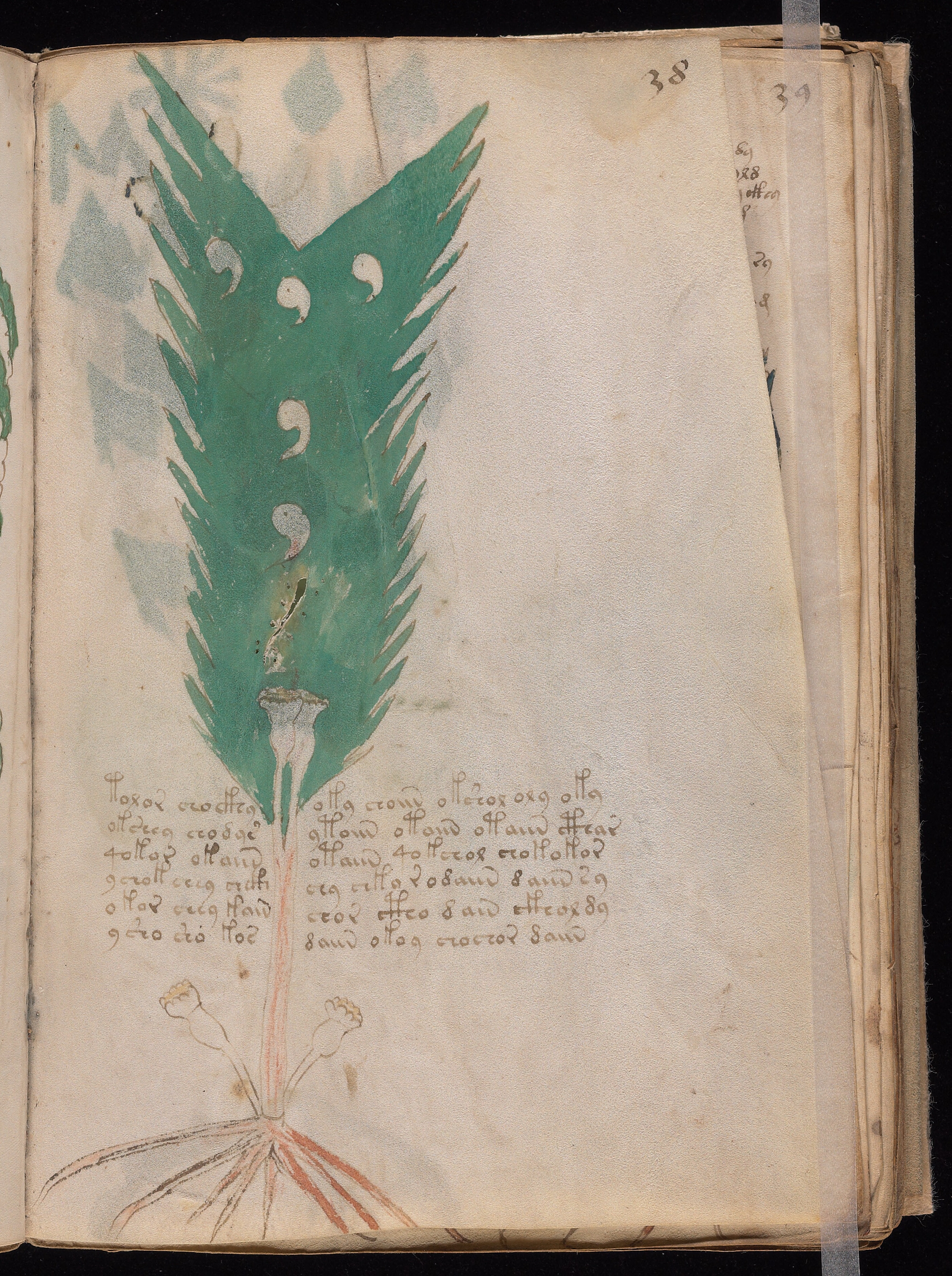 Folio f38r
