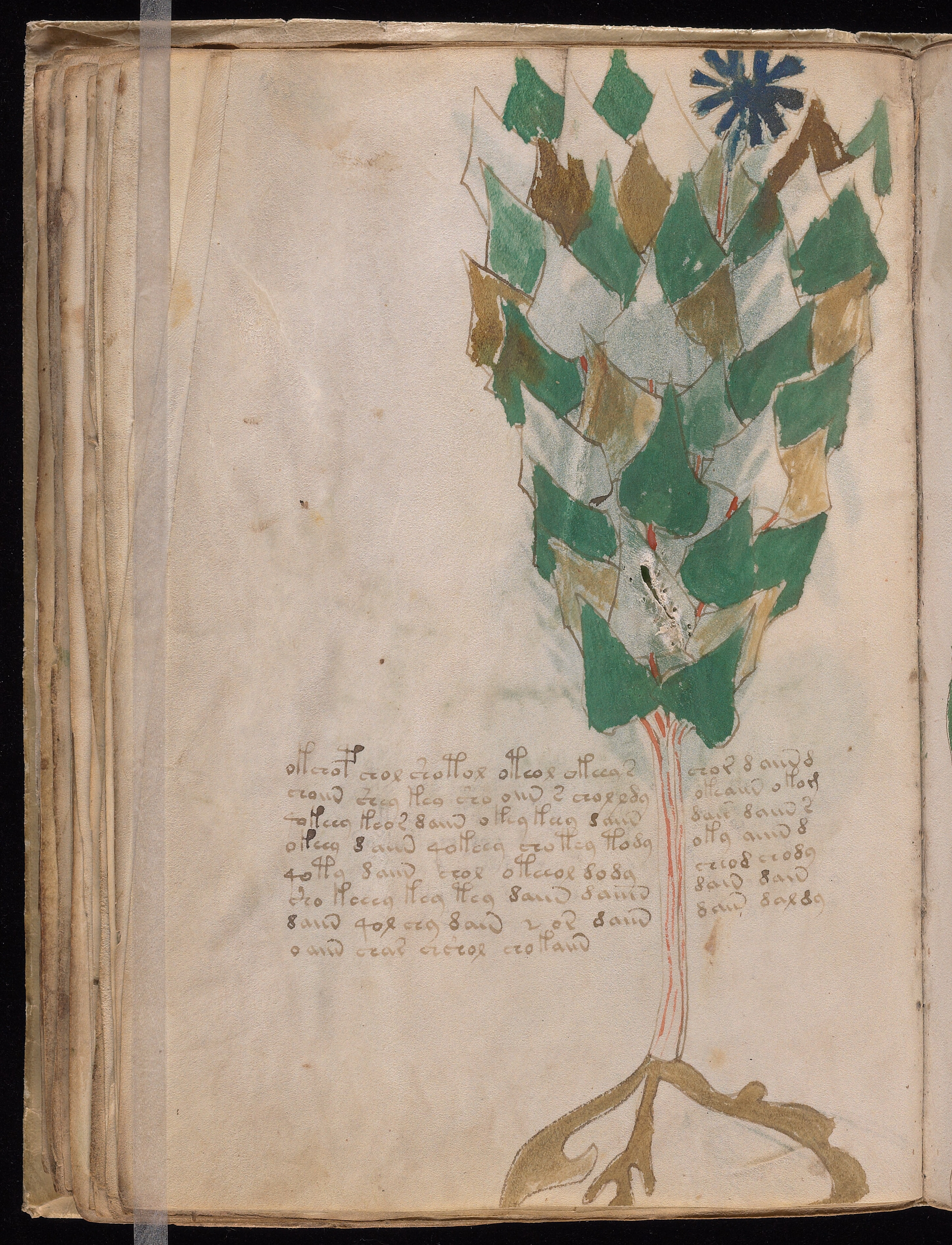 Folio f38v